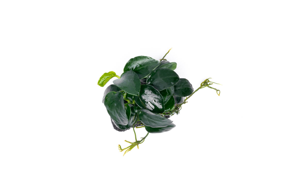 Anubias Barteri Petite Round Lava Stone - Live Aquarium Plant for Fish Tank Decor | Perfect for Nano Tanks, Aquascaping & Low Light Aquariums