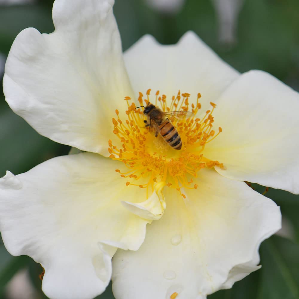Heirloom Roses Mermaid Yellow Climbing Rose Bush - Live Outdoor Rose Plant for Garden, Trellis & Fence Decoration | Perfect for Landscaping, Wedding Decor & Home Gardening