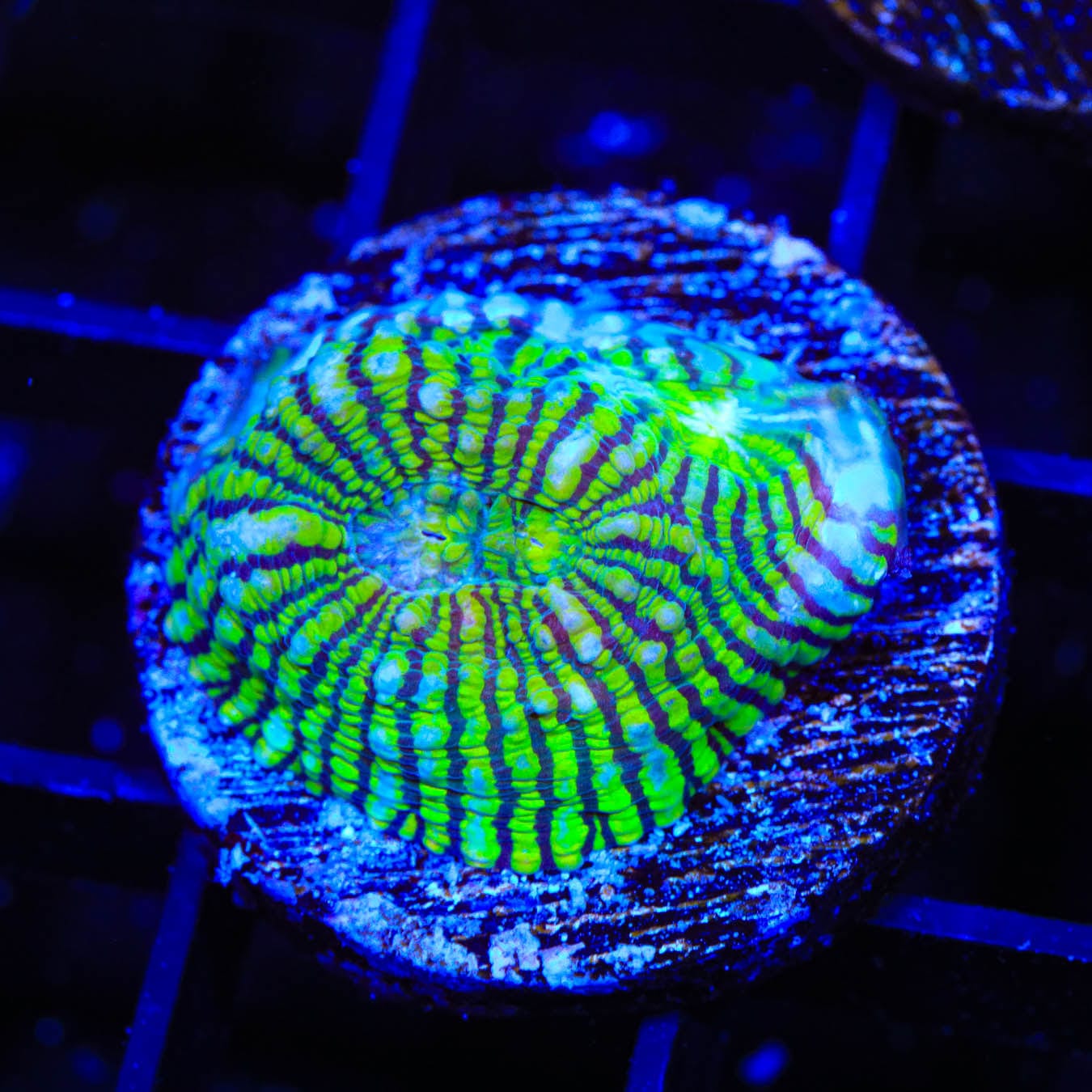Premium Convict Chalice Coral for Saltwater Aquariums - Vibrant Live Coral for Reef Tanks & Marine Aquascaping - Perfect for Coral Fragging and Aquarium Decoration