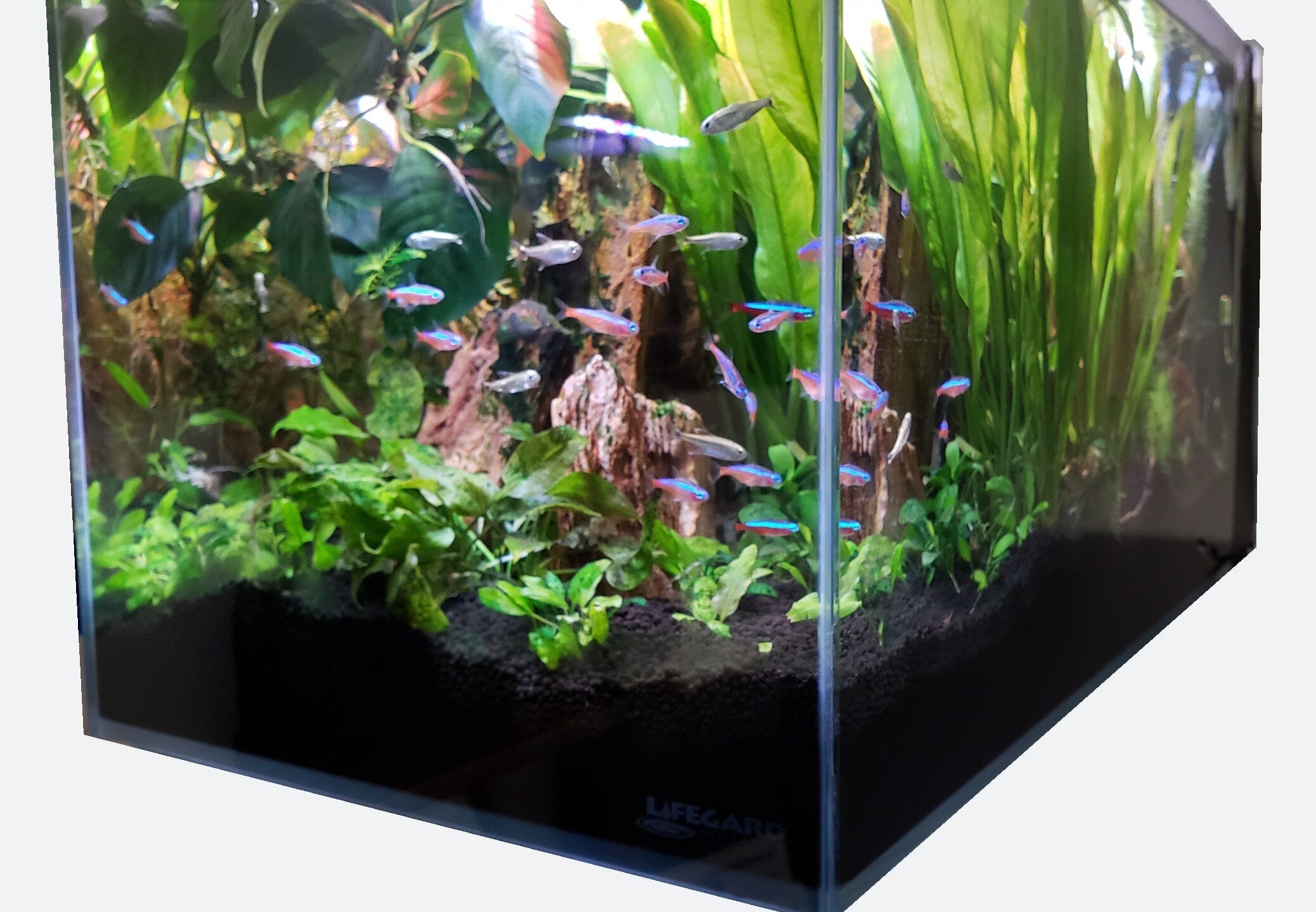 Lifegard Aquatics 14.26 Gallon Clear Glass Aquarium Fish Tank - Perfect for Home, Office, or Classroom Aquatic Displays
