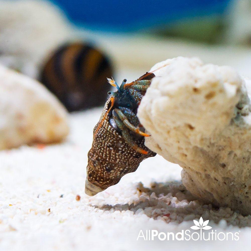 Dwarf Red Tip Hermit Crab (Clibanarius digueti) - Perfect for Saltwater Aquariums and Reef Tanks