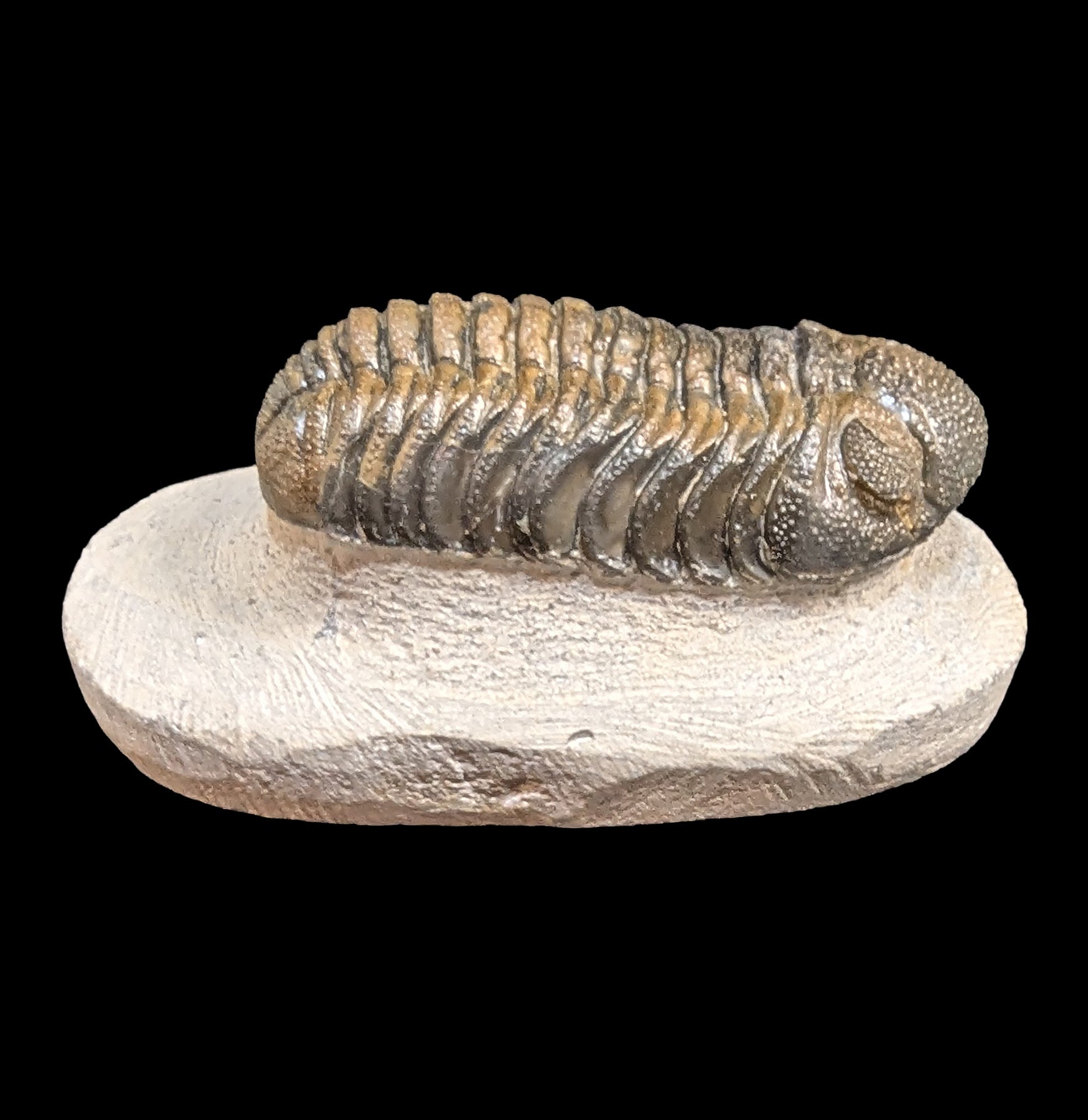Authentic Phacops Rana Trilobite Fossil in Natural Matrix - Rare Paleozoic Era Specimen for Fossil Collectors & Home Decor