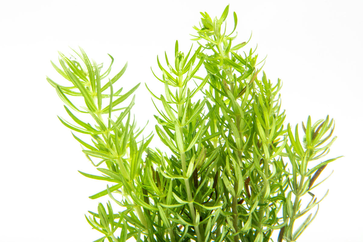 Pogostemon Erectus Live Aquarium Plant - Freshwater Aquatic Plants for Fish Tanks, Aquascaping & Nano Tanks - Perfect for Beginners & Shrimp Tanks