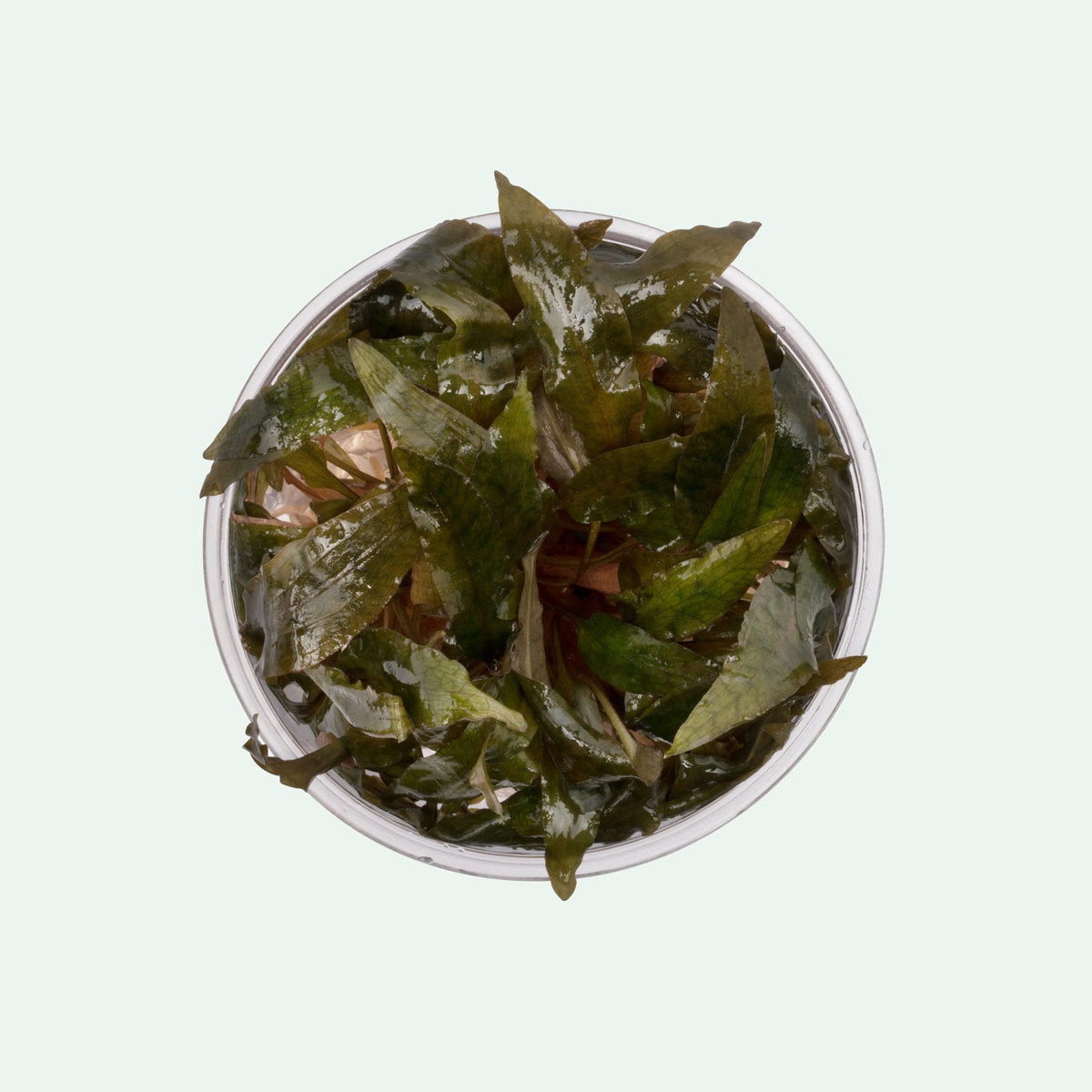 Cryptocoryne Tropica Aquarium Plants - Live Aquatic Plants for Fish Tanks, Freshwater Aquascaping & Low Light Aquariums