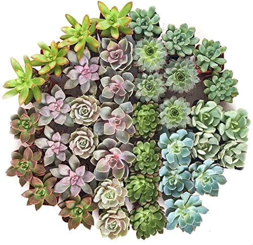 Live Mini Echeveria Succulents in 2 Inch Pots - Bulk Rosette Wedding Succulent Plants for Favors, Bouquets & Decor | Perfect for Wedding Centerpieces, Bridal Showers & Home Décor