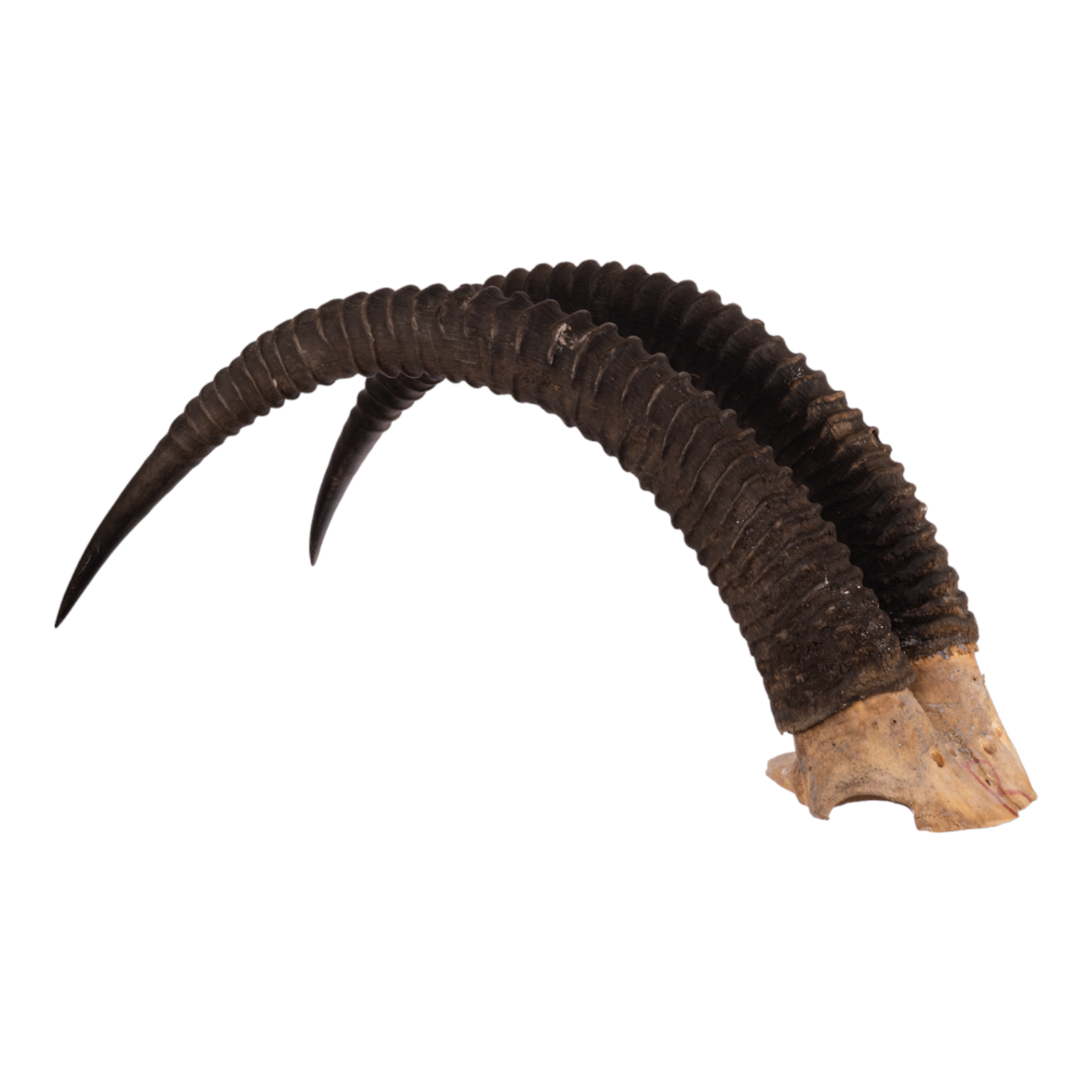 Authentic Sable Antelope Skull Plate - Taxidermy Decor, African Wildlife Trophy, Hunting Lodge Display for Rustic Cabin & Safari Themed Rooms