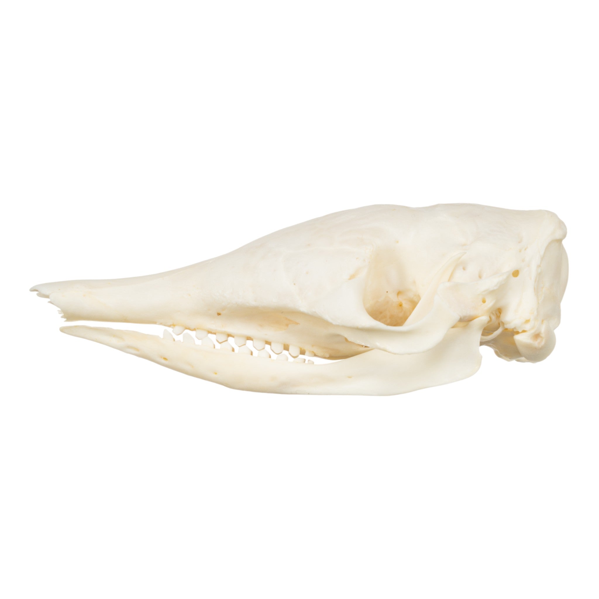 Authentic Nine-Banded Armadillo Skull - Taxidermy Specimen for Science Education & Home Decor | Perfect for Biology Classrooms, Gothic Decor, and Unique Gifts