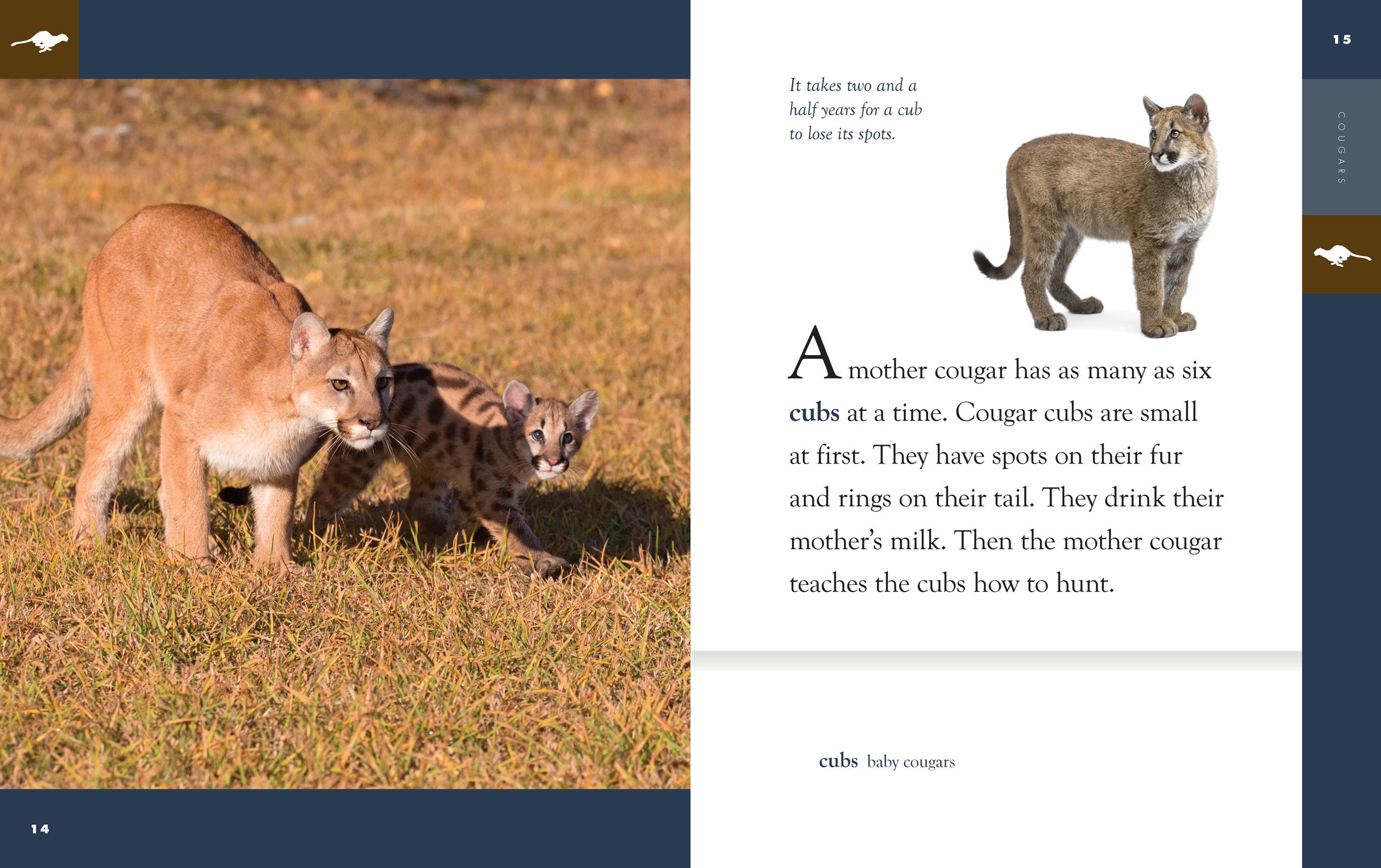 Cougars Book 9781640265104 - Wildlife Nature Guide & Educational Resource for Animal Lovers & Outdoor Enthusiasts