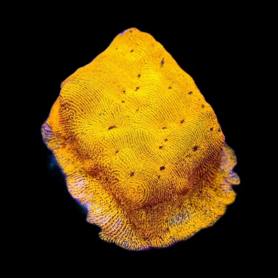24K Gold Leptoseris Coral for Saltwater Aquariums - Rare & Vibrant Marine Coral for Reef Tanks, Nano Tanks, and Coral Frag Racks