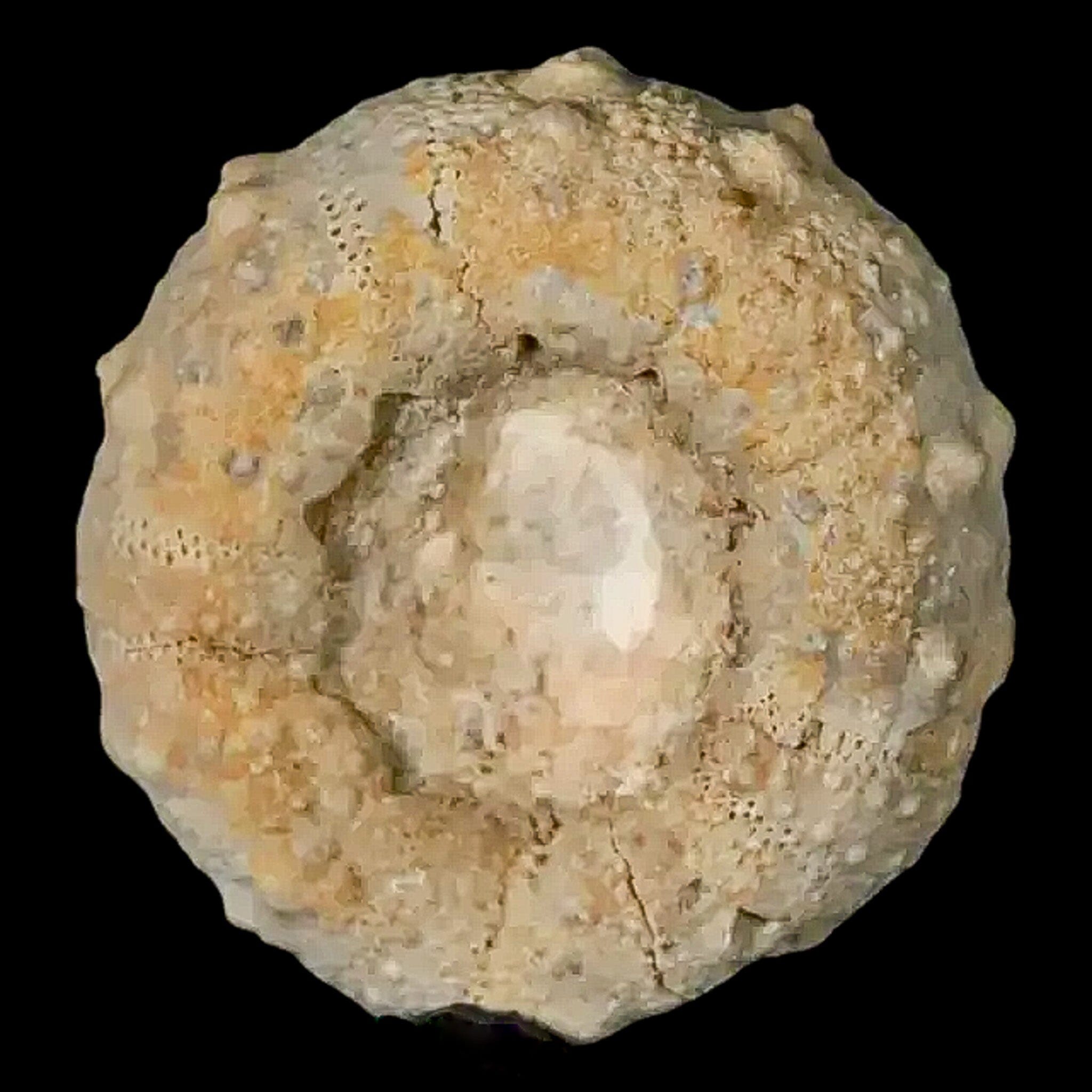 26MM Detailed Fossil Conopygus Sea Urchin Echinoid from Cretaceous Morocco - Perfect for Collectors, Paleontology Enthusiasts & Home Decor