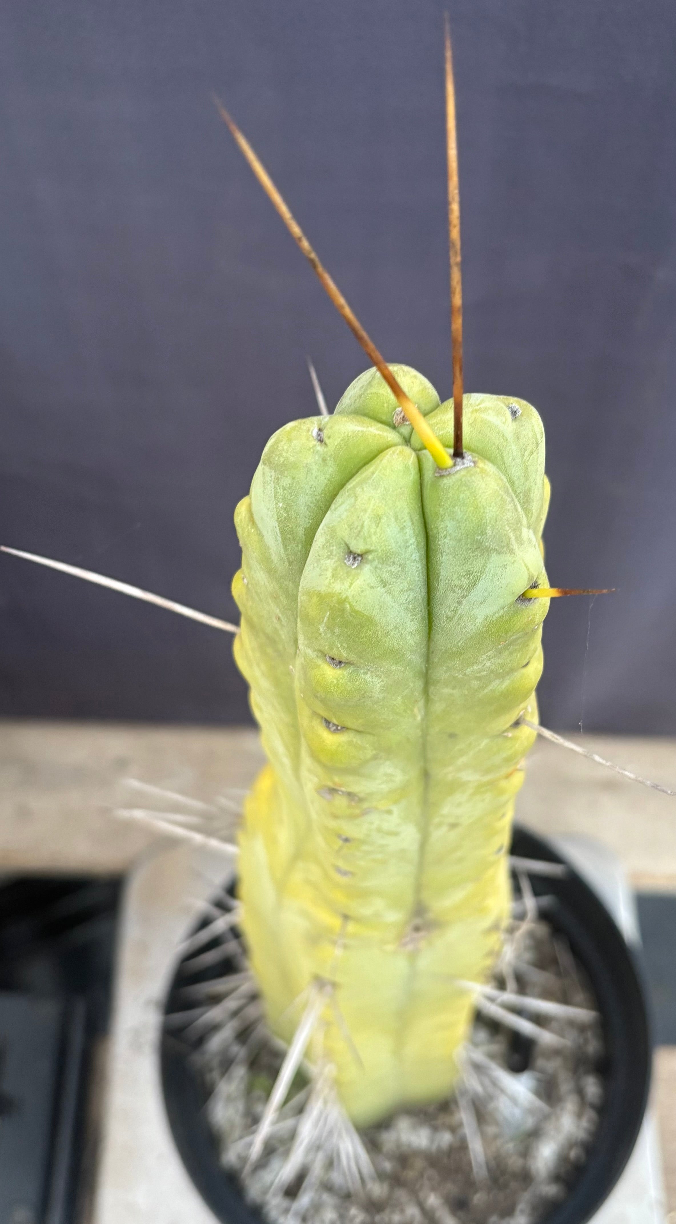 EC151 EXACT Trichocereus Bridgesii Twin Spine Ornamental Cactus - 14.5 Inch Tall Rare Succulent Plant for Home Decor, Office Desk & Garden Landscaping