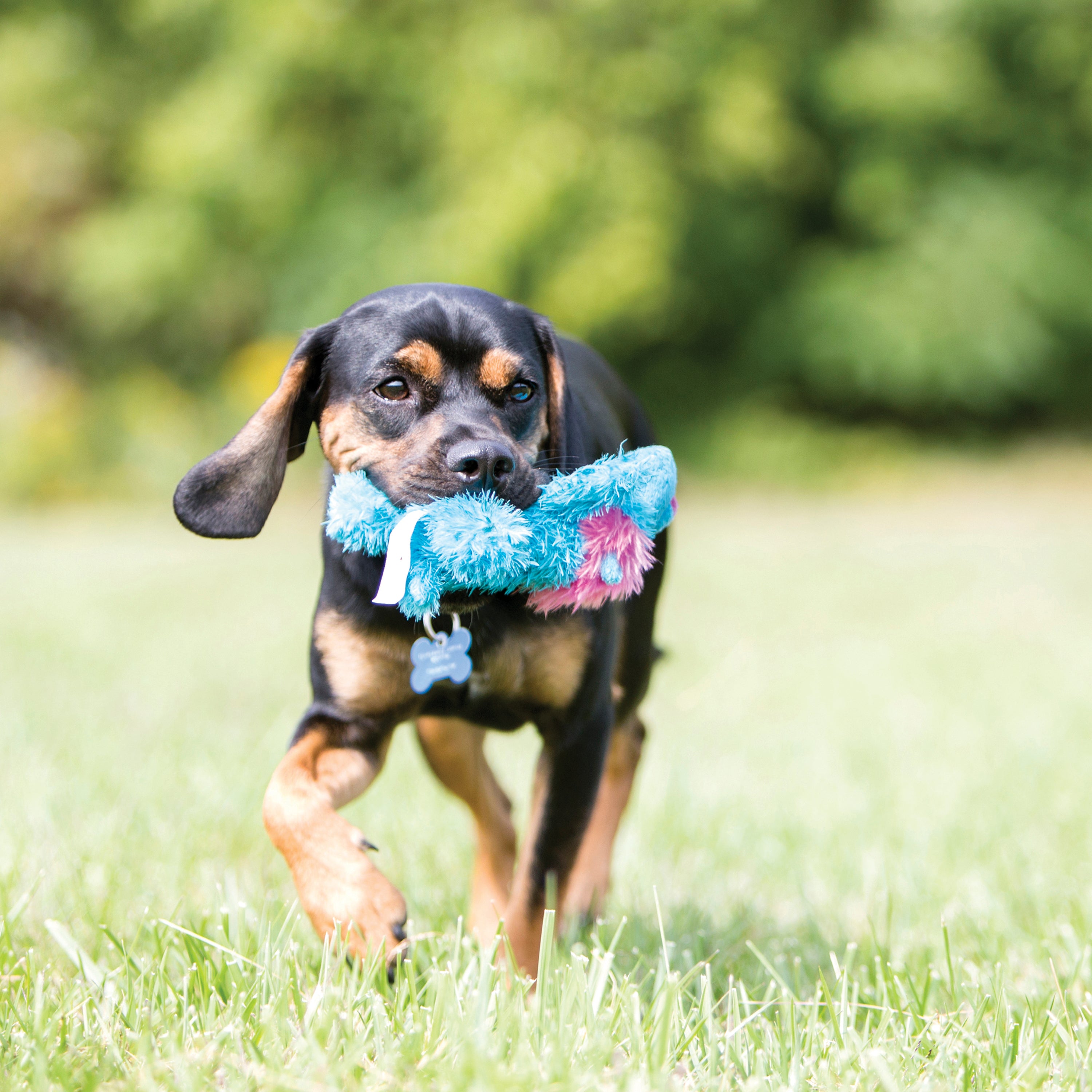 KONG Cozie Ali Alligator Plush Dog Toy with Squeaker - Soft Chew Toy for Small & Medium Dogs - Perfect for Playtime, Training & Comfort