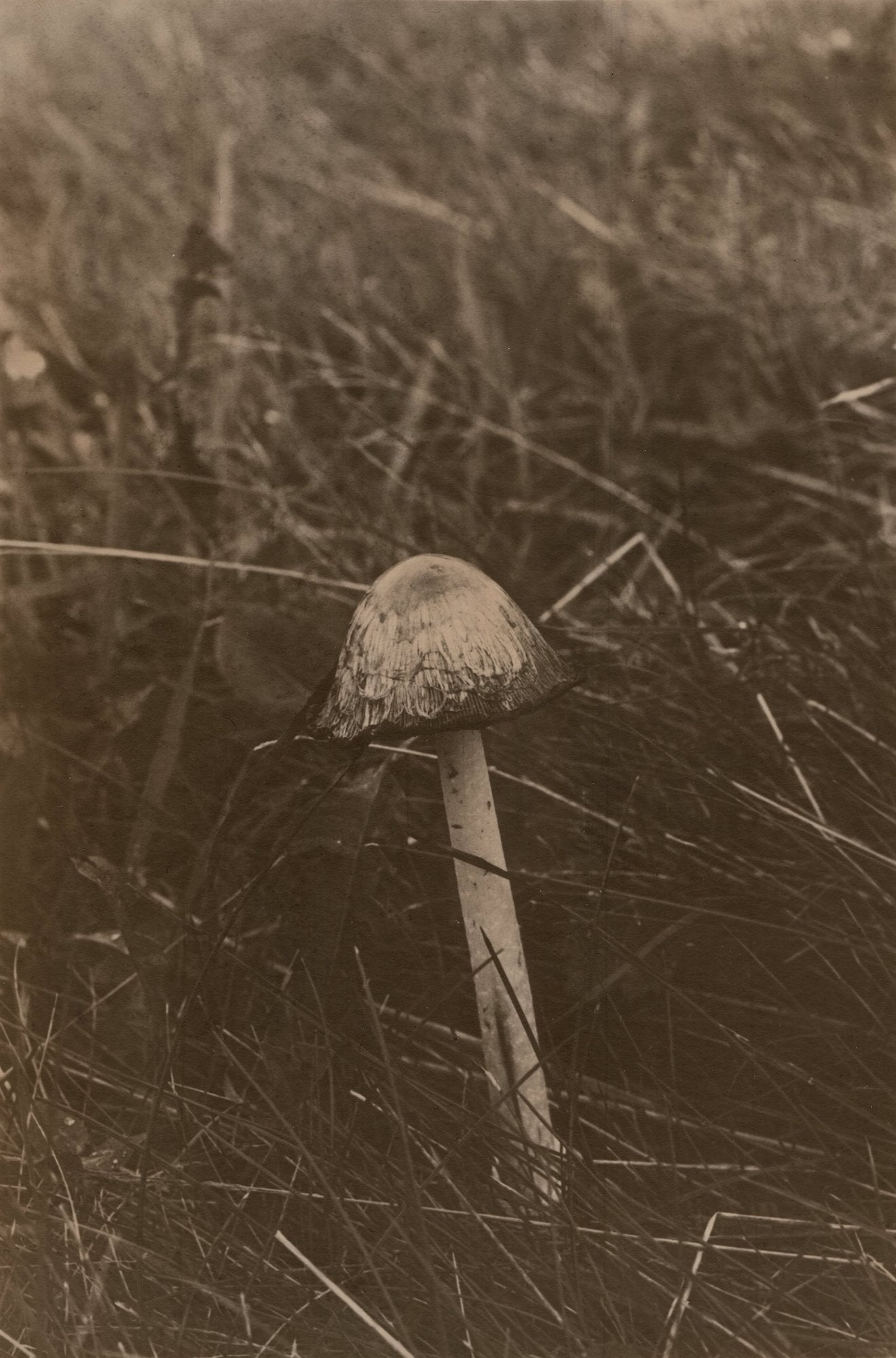 Savannah Dodd Inkcap Mushroom - Organic Wild Mushroom for Cooking & Gourmet Recipes | Perfect for Soups, Stews, and Pasta Dishes