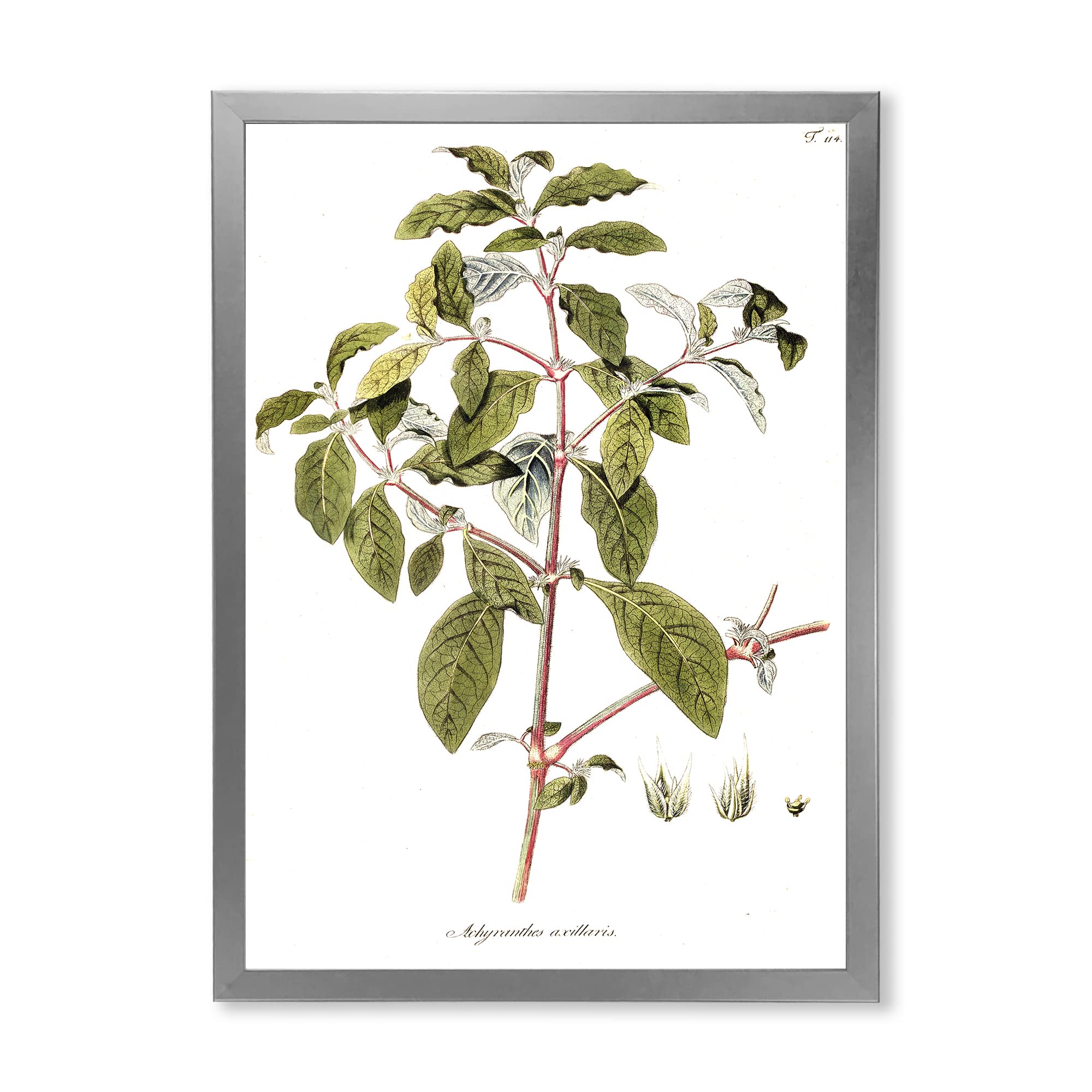 Vintage American Flora IV Traditional Framed Wall Art - Classic Botanical Print for Living Room, Bedroom & Office Decor