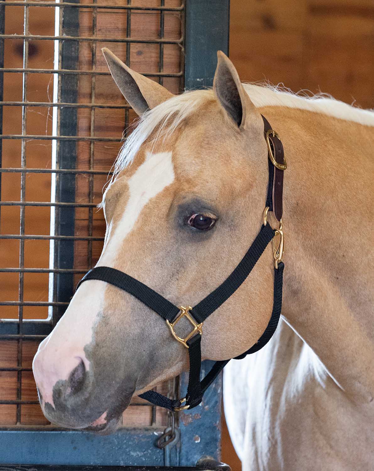 Economy Nylon Horse Halter with Safety Buckle - Durable & Adjustable for Training, Grooming, and Trail Riding