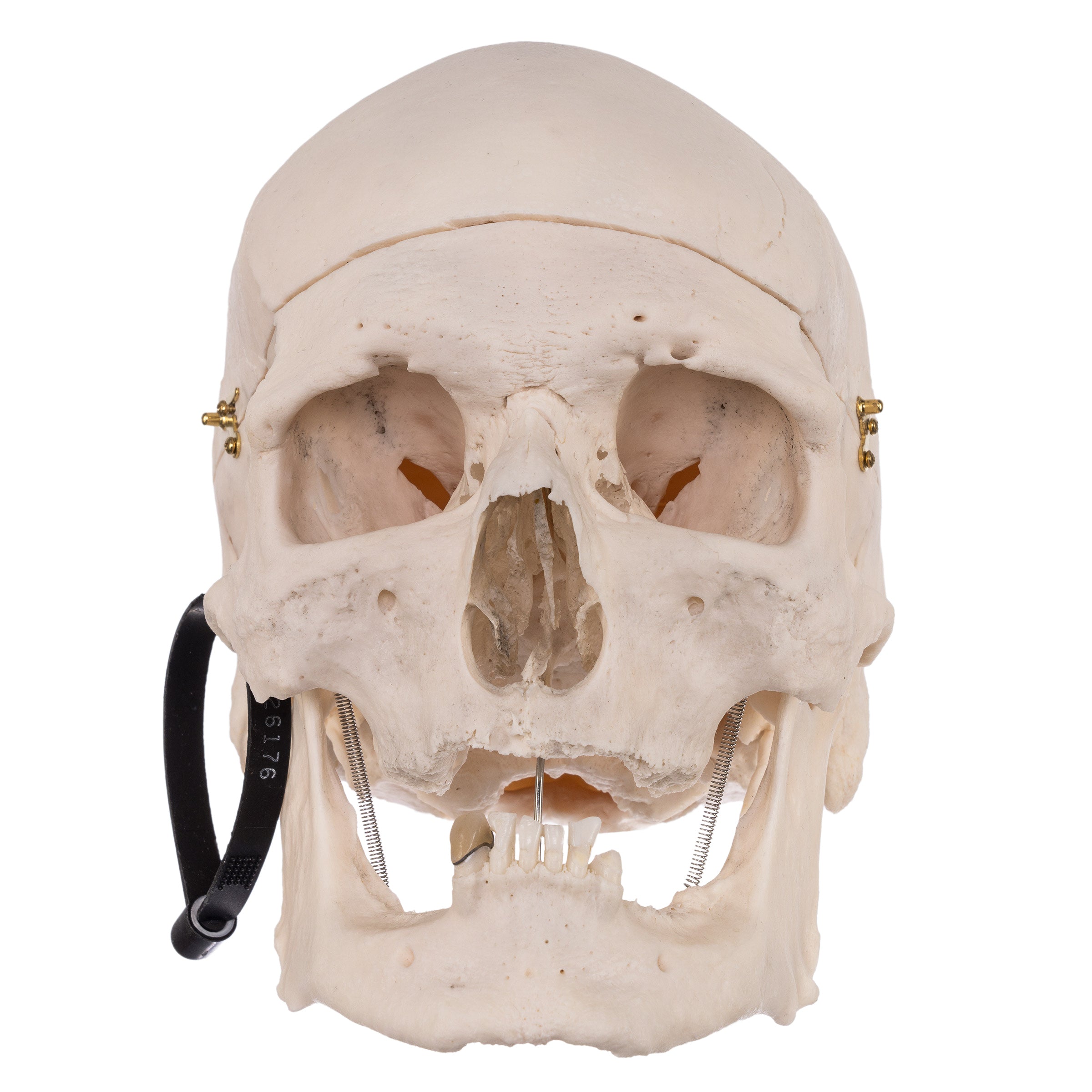 Premium Anatomical Human Skull Model for Medical Students & Researchers - Accurate Life-Size Replica for Anatomy Study, Classroom Teaching & Halloween Decor