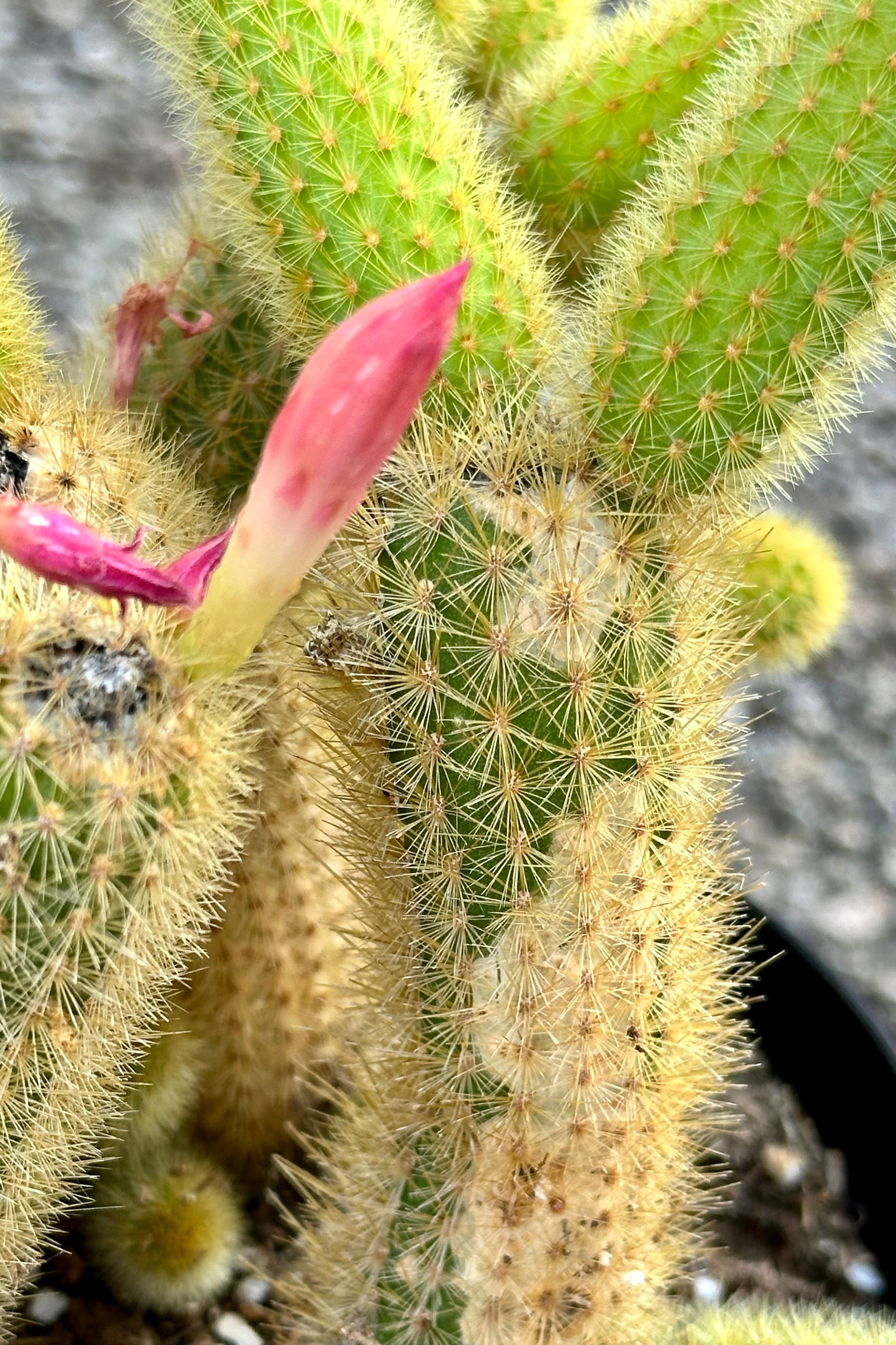Cleistocactus Colademononis - 6 Inch Monkey Tail Cactus for Home & Office Decor | Low Maintenance Indoor Succulent Plant for Desktops, Shelves, and Gift Ideas