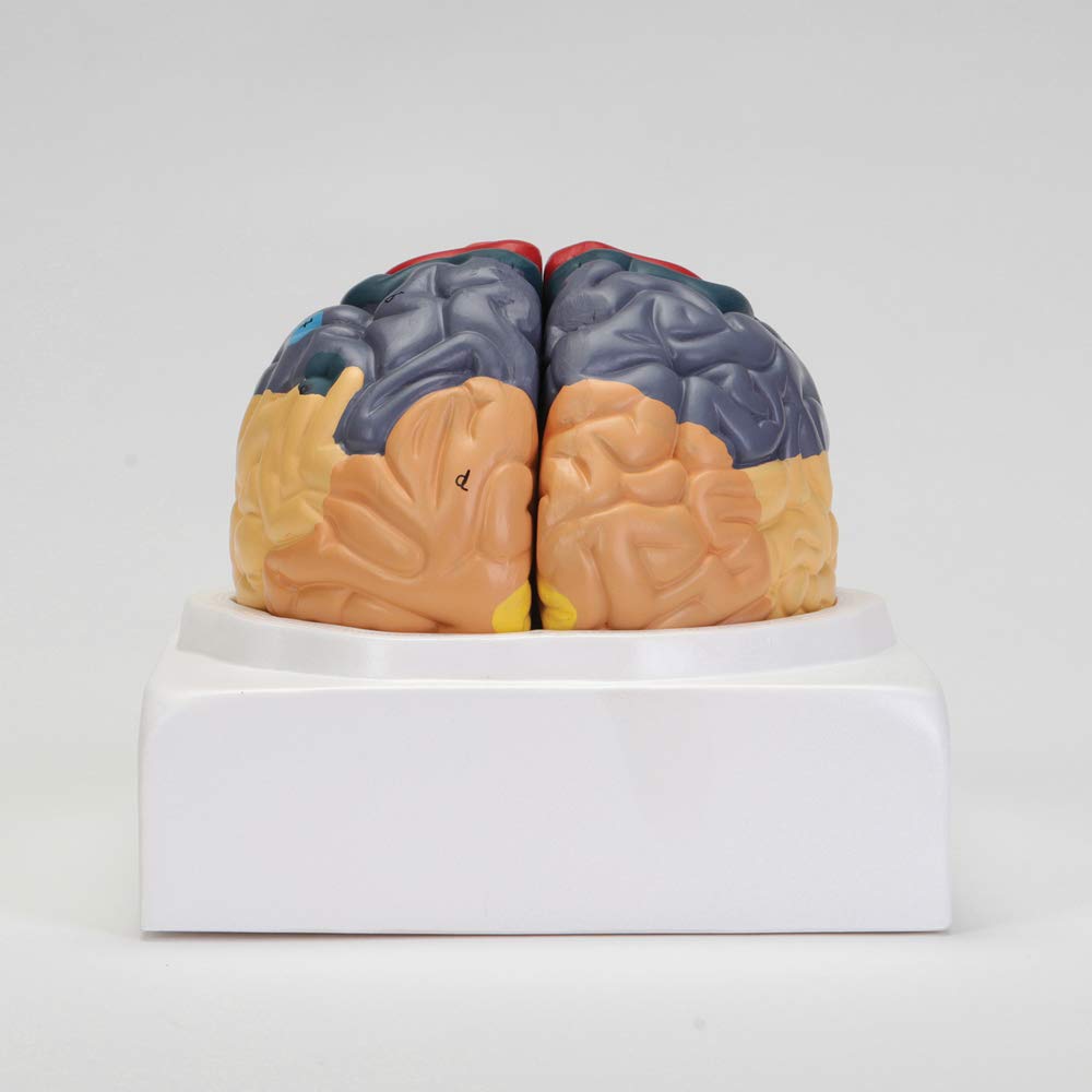Altay Human Brain Model - Anatomically Accurate Brain Structure for Medical Study, Education & Science Classroom Display