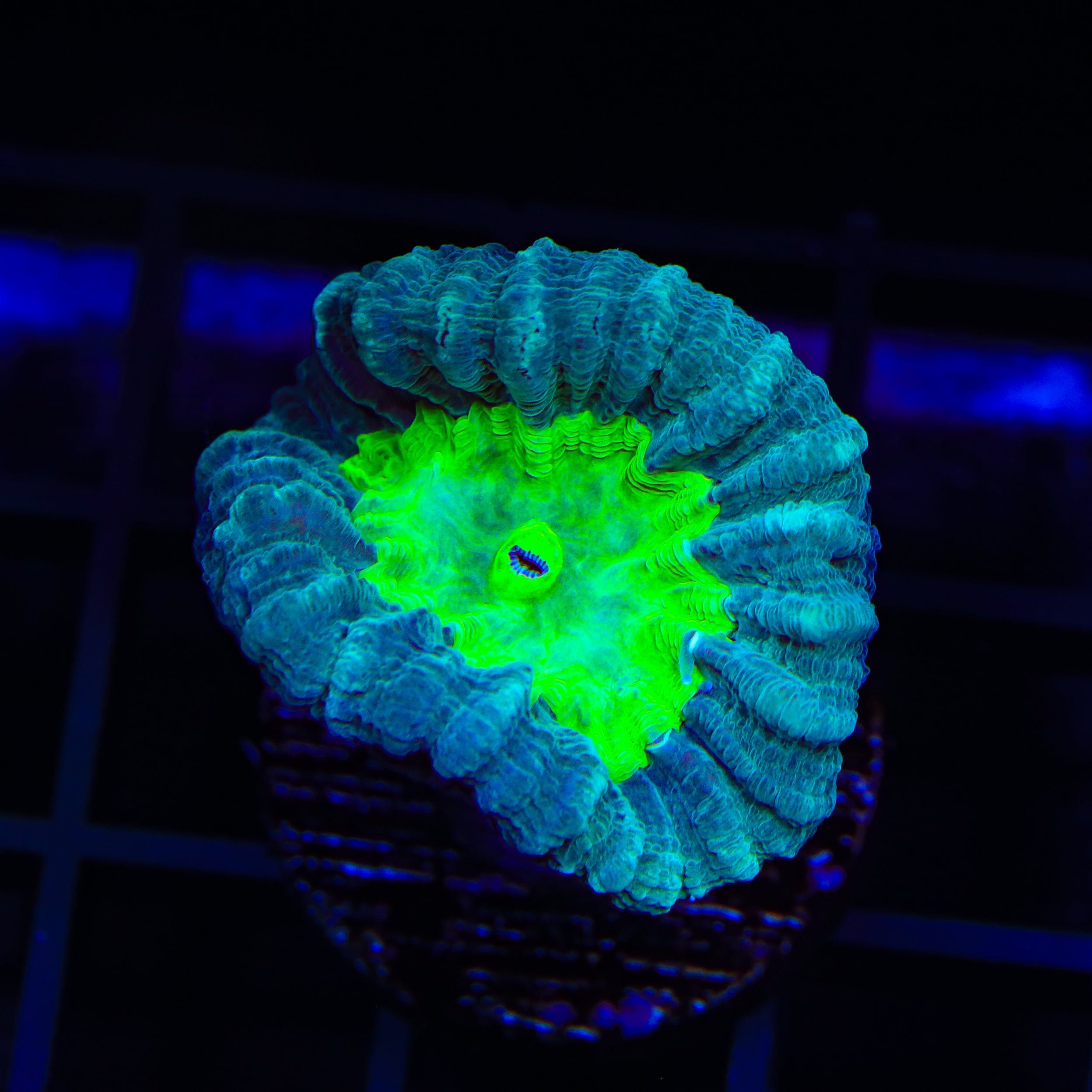 Cursed Candy Cane Coral - Unique Halloween Decor, Christmas Ornament & Gothic Home Decor for Spooky Party, Witchy Aesthetic & Dark Academia Themes