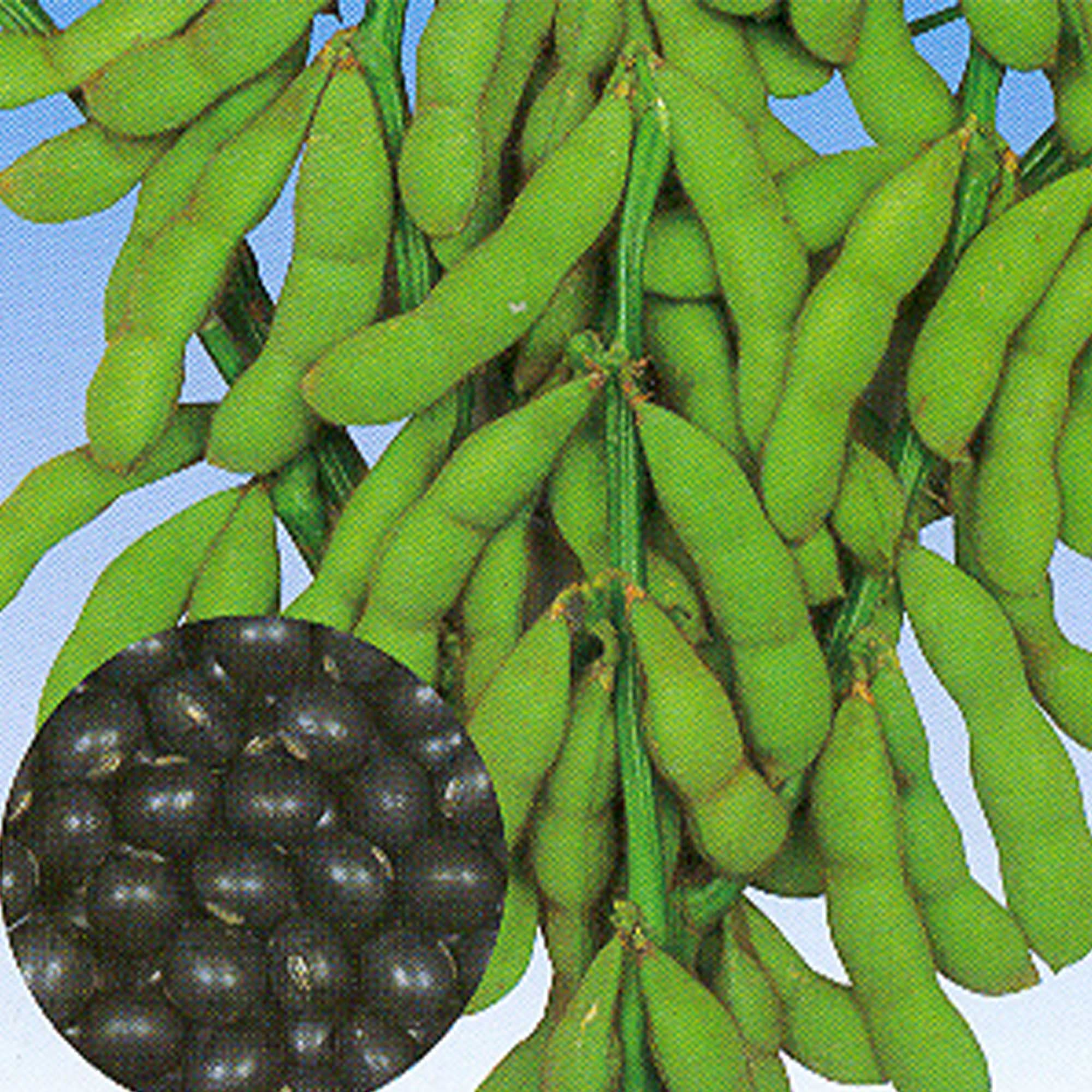 Non-GMO Heirloom Soybean Seeds - 1 Lb (~2800 Seeds) - Asian Garden Vegetable for Home Gardening, Cooking & Sprouting