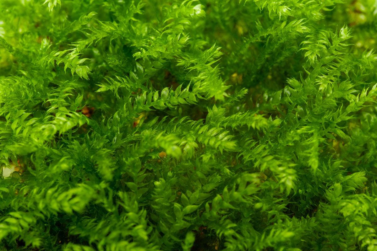 Christmas Moss Aquatic Plant for Aquarium - Perfect for Fish Tanks, Shrimp Habitats & Aquascaping Decor