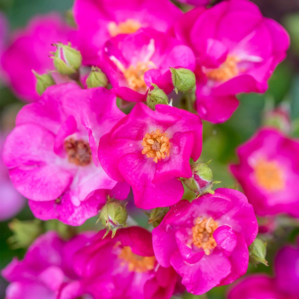 Heirloom Roses Grape Jelly™ Purple Floribunda Rose Bush - Live Outdoor Planting, Fragrant Purple Blooms for Garden Landscaping & Wedding Decorations
