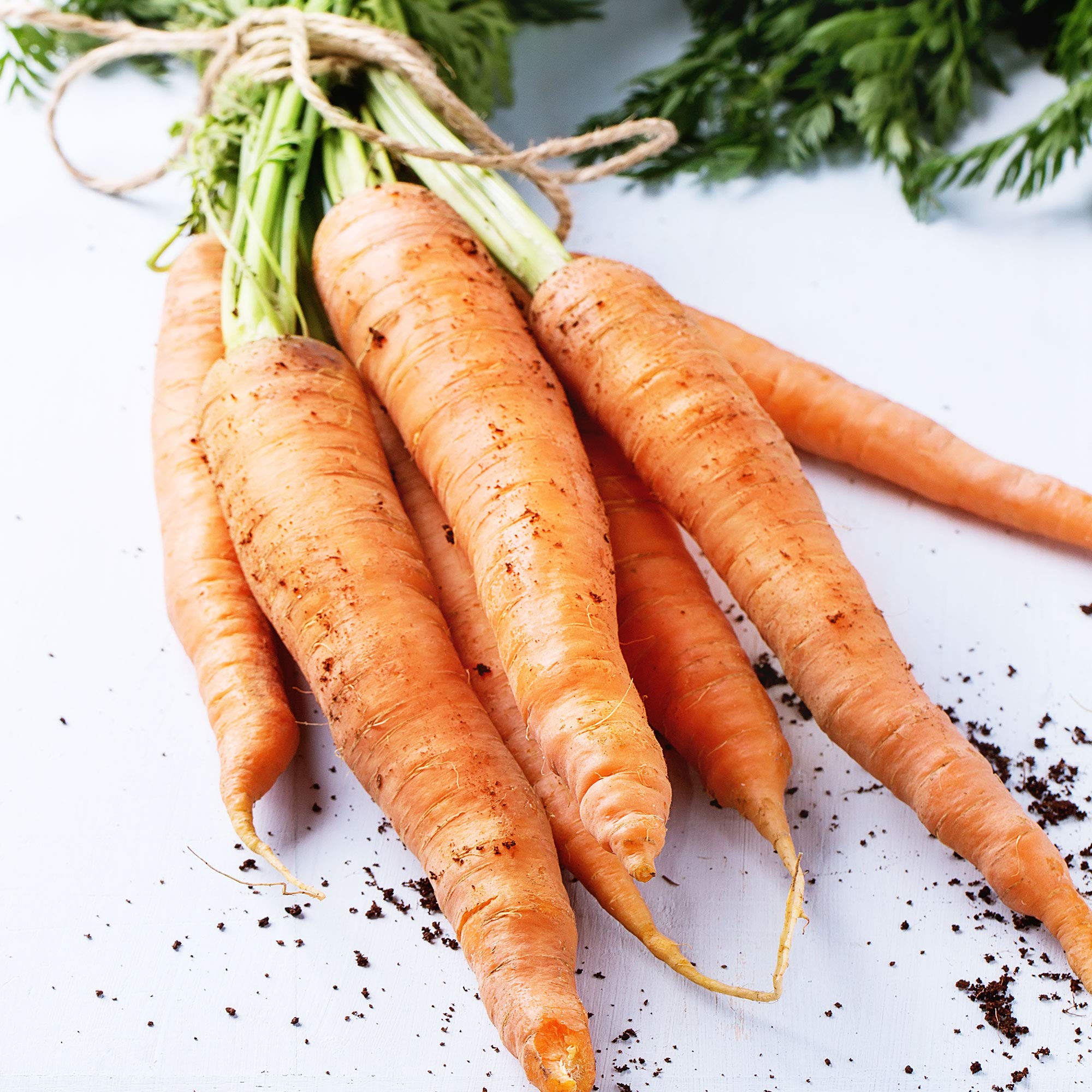 Non-GMO Heirloom Amsterdam Carrot Seeds - 1 Oz (~20,000 Seeds) for Vegetable Gardening | Amsterdam Forcing 2 Variety | Perfect for Home Gardens, Raised Beds & Container Planting
