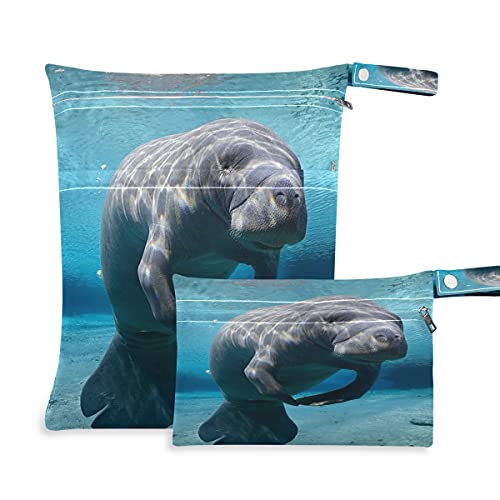 Animal Manatee