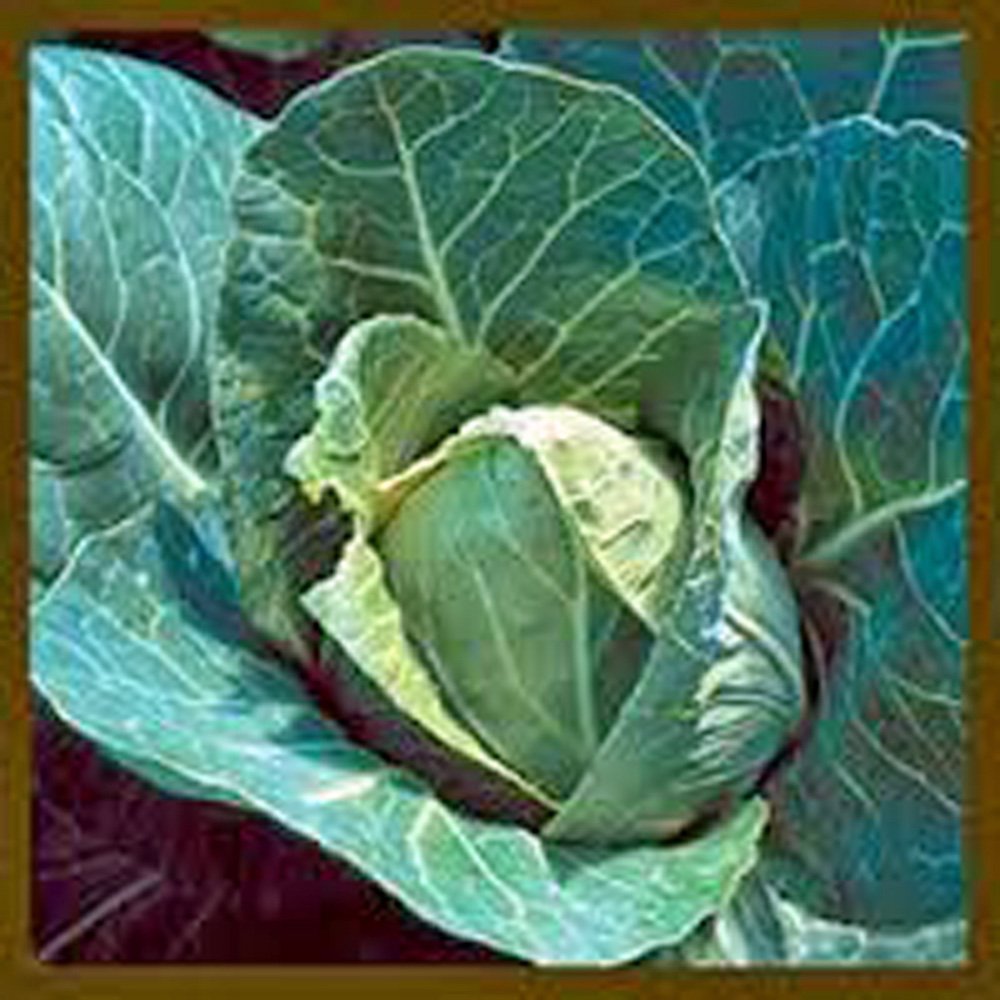 Early Jersey Wakefield Cabbage Seeds - Heirloom, Non-GMO, 200 Count - Fresh, Tasty & Healthy Vegetable for Home Gardening, Urban Farming & Organic Cooking