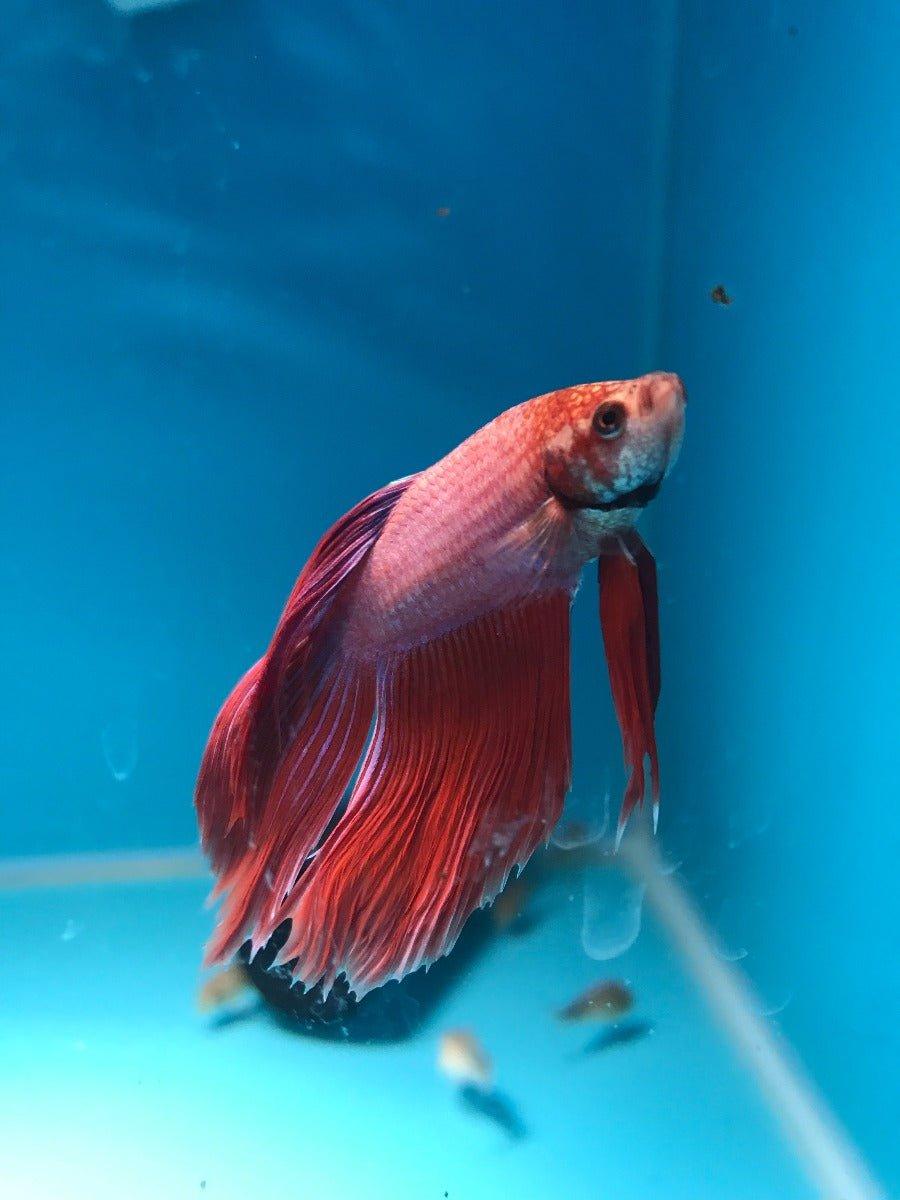 Premium Siamese Fighting Fish (Betta Splendens) - Select 2 Vibrant Colors | Perfect for Home Aquariums, Office Decor & Fish Breeding