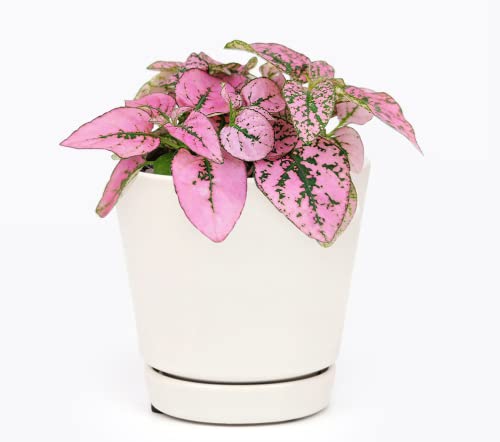 Hypoestes Phyllostachya Pink Splash