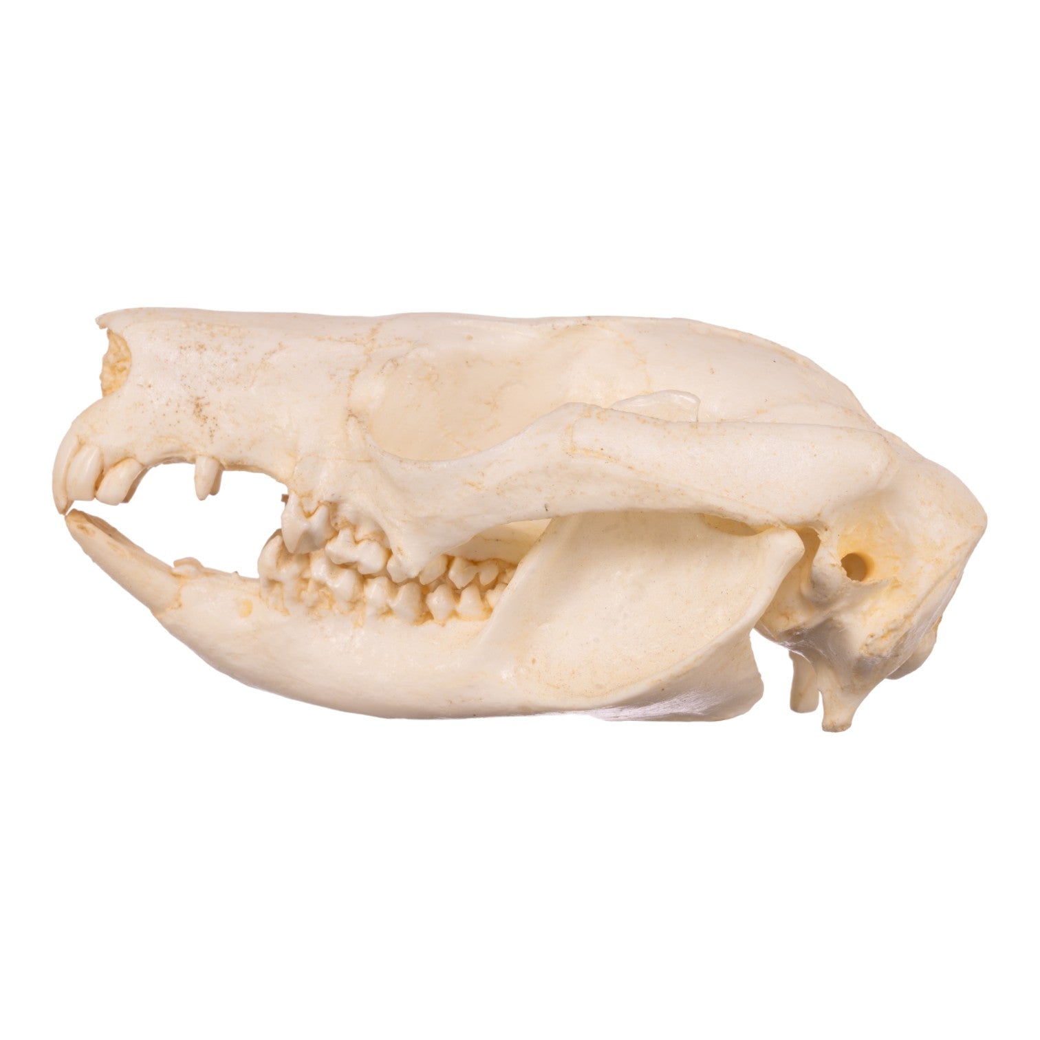 Authentic Replica Brush Tail Possum Skull - High Quality Animal Skull Model for Taxidermy, Science Education & Gothic Home Decor - Perfect for Halloween, Oddity Collections & Biology Classrooms