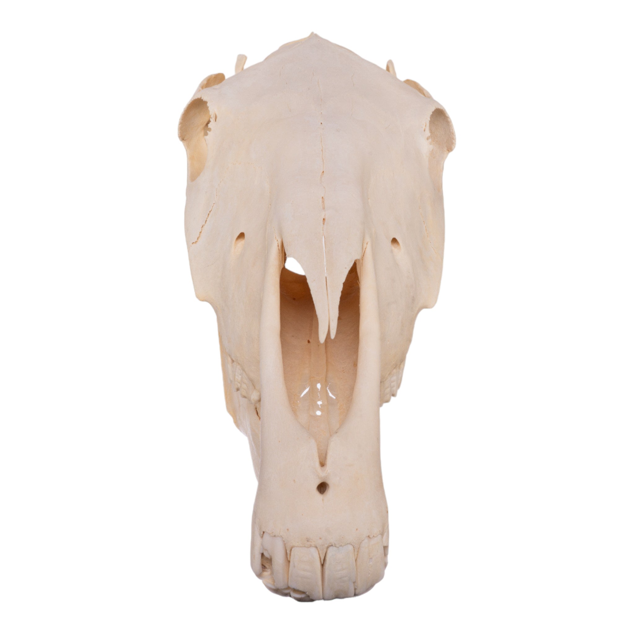 Real Horse Skull - Authentic Animal Bone Specimen for Taxidermy, Gothic Decor, and Educational Use | Perfect for Halloween, Oddity Collectors, and Science Classrooms