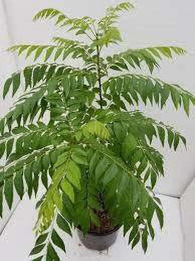 Organic Curry Leaf Plant (Murraya Koenigii) - Fresh Kari Patta for Indian Cooking | Perfect for Home Garden, Ayurvedic Remedies & South Asian Cuisine