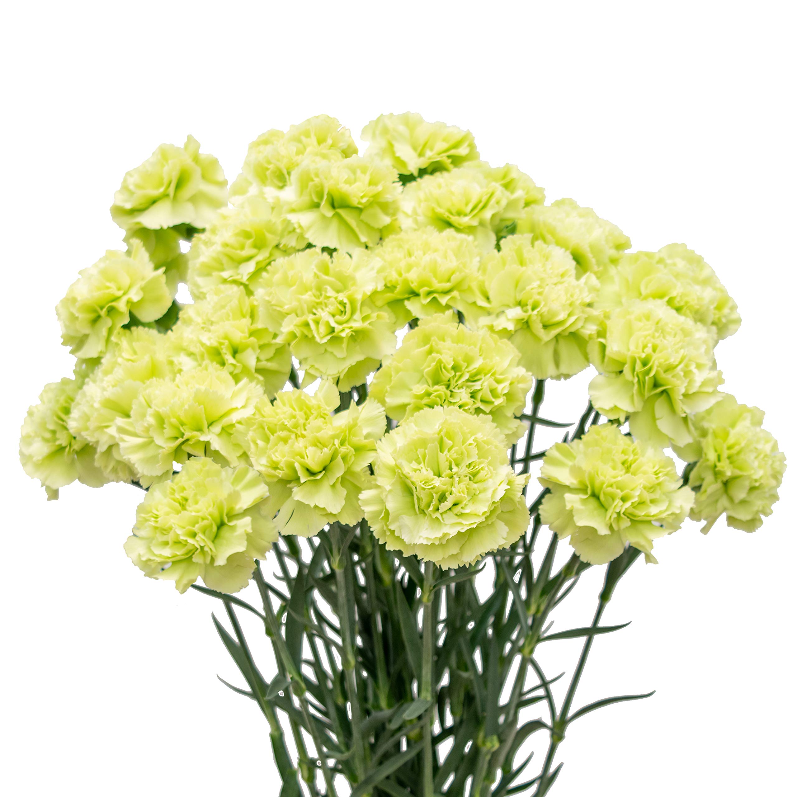 Fresh Natural Cut Flowers - 150 Green Carnations by FlowerPrime for Weddings, Home Decor & Special Events