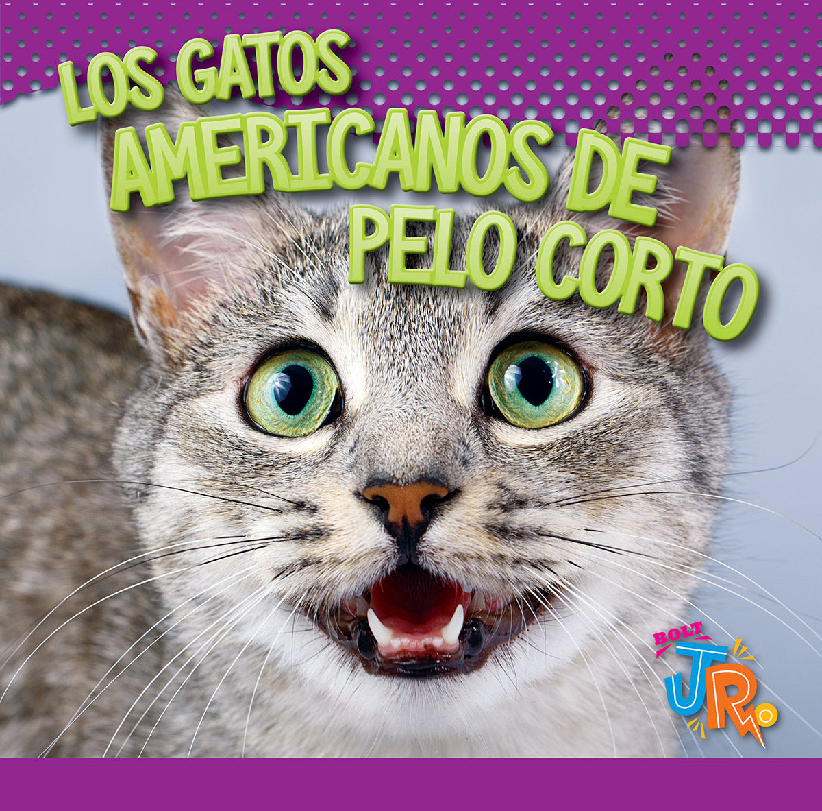 American Shorthair Cat - Playful & Affectionate Companion for Families & Pet Lovers | Perfect for Home, Office & Therapy Settings