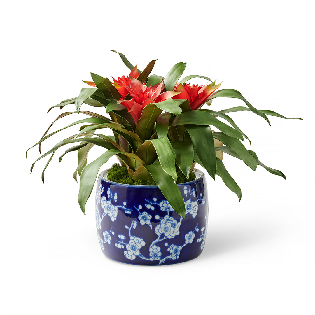 Biscayne Bromeliad in Cachepot - Tropical Houseplant for Home & Office Decor - Perfect for Living Room, Patio, and Gift Giving