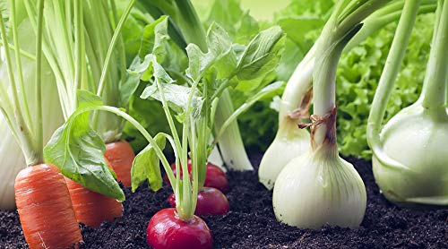 50 Pack Big Jim Chili Pepper Seeds - Non-GMO Heirloom Vegetable Seeds for Planting - Black Duck Brand - Medium Heat Peppers for Salsas, Cooking & Home Gardening
