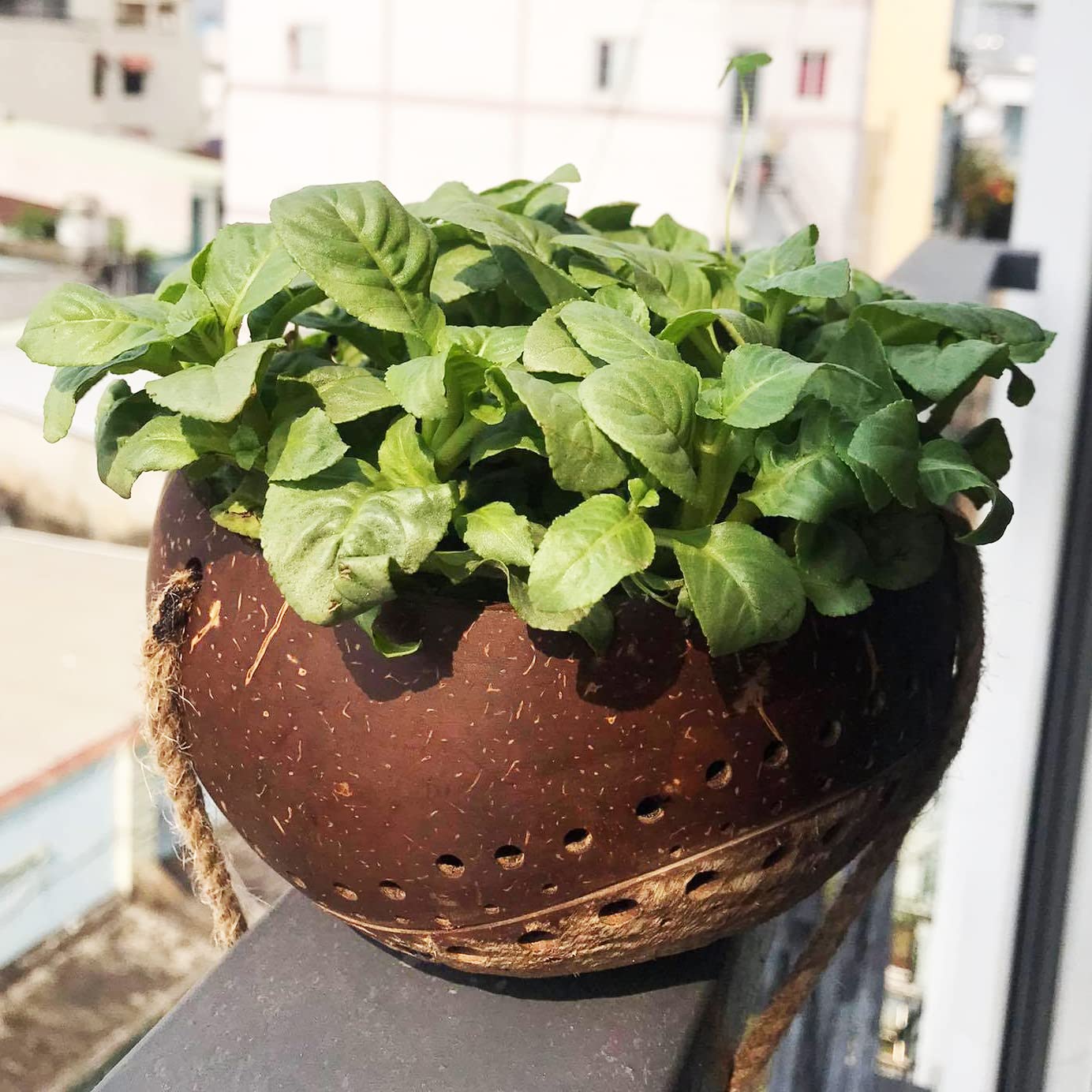 Set of 2 Handcarved Coconut Hanging Planters with Drainage Holes - Natural Two-Tone Design for Succulents, Flowers & Small Plants - Eco-Friendly Indoor/Outdoor Garden Decor - Perfect for Balcony, Patio and Home Décor