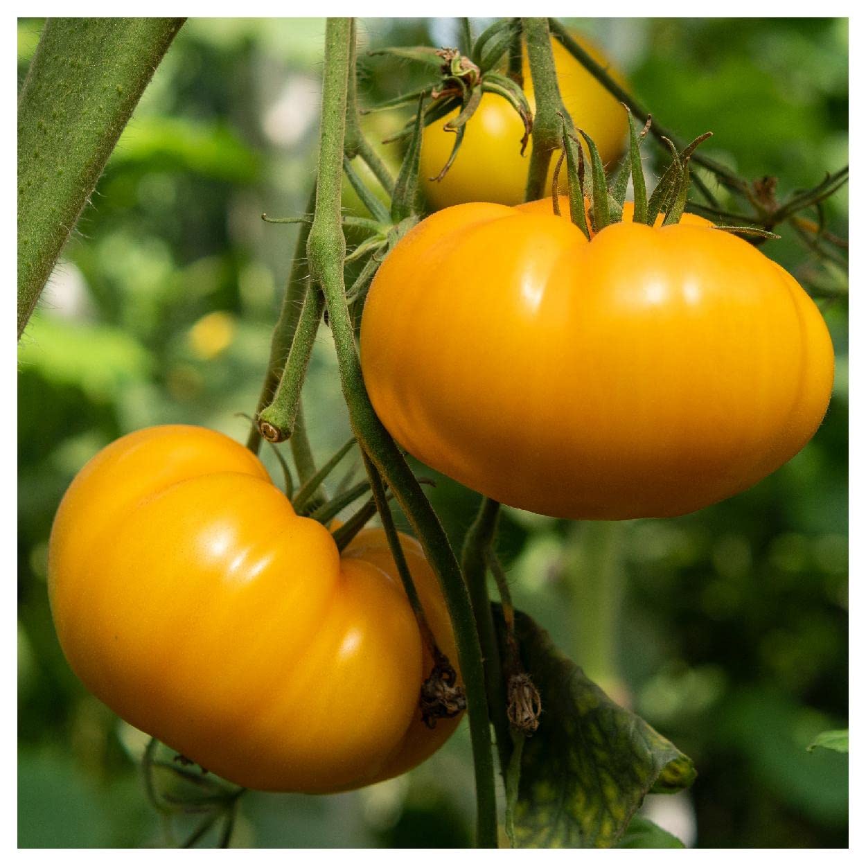 Everwilde Farms 50 Kellogg's Breakfast Heirloom Tomato Seeds - Non-GMO Gold Vault Seed Packet for Organic Gardening, Homegrown Vegetables & Fresh Salads