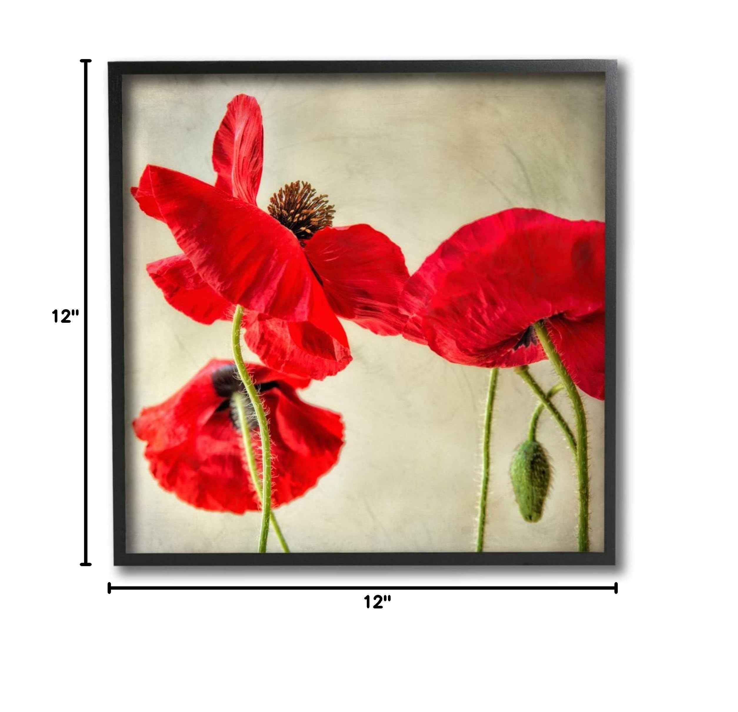 Stupell Industries Radiant Red Poppy Floral Wall Art - 12x12 Black Framed Canvas Painting by Dianne Poinski | Perfect for Living Room, Bedroom & Office Decor