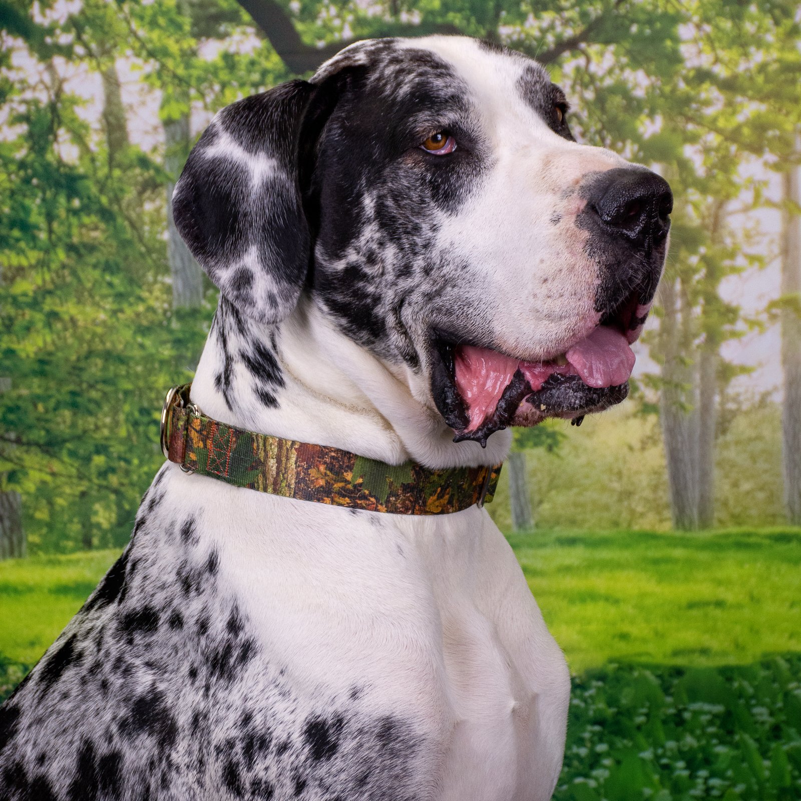 Country Brook Petz - Southern Forest Camo Martingale Dog Collar and Leash Set - Adjustable Camouflage Design for Small Dogs (1/2 Inch, 2XS) - Perfect for Hunting, Hiking & Outdoor Adventures