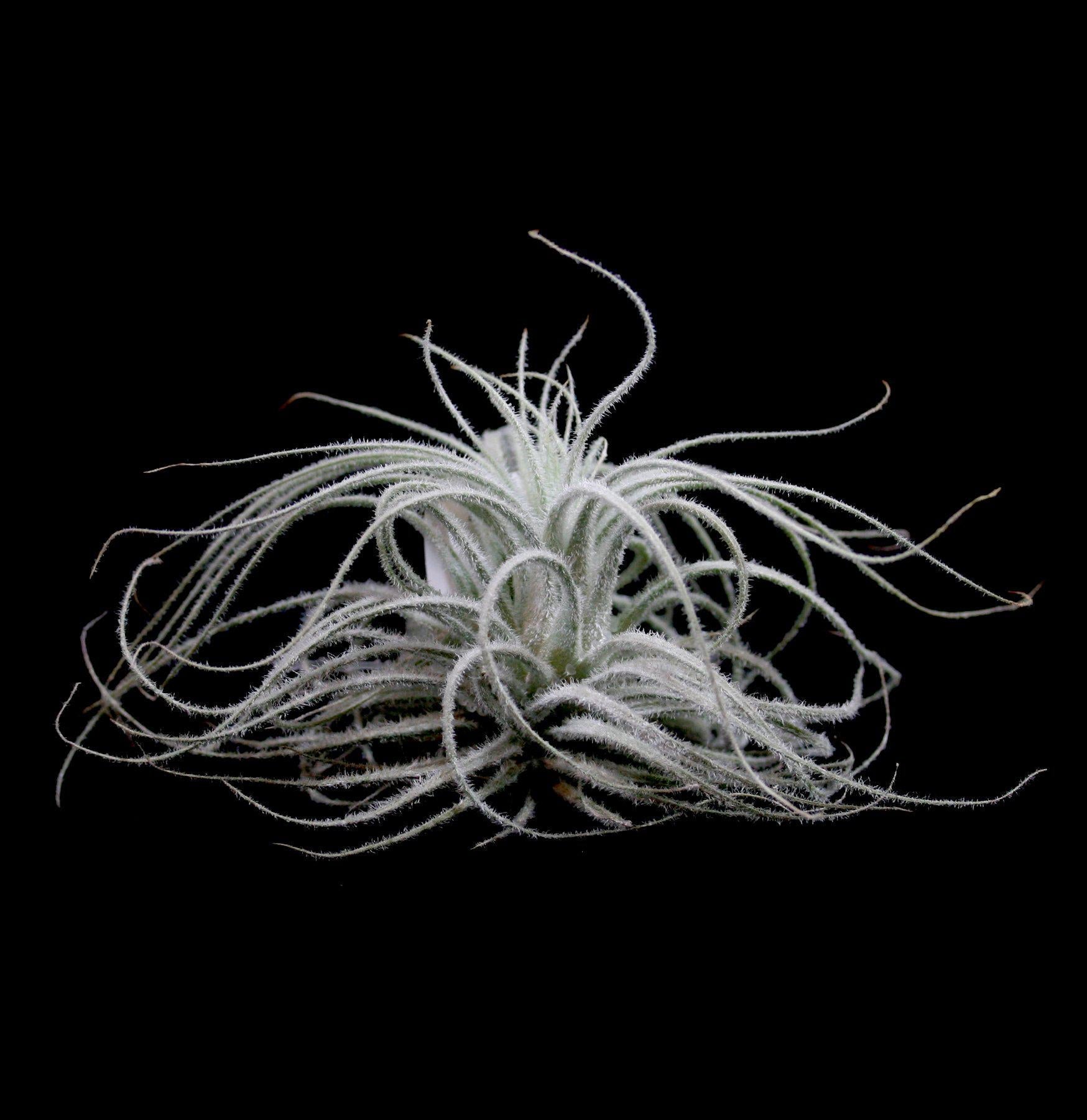 Tillandsia Tectorum Air Plant - Low Maintenance Indoor Plants for Home Decor, Office Desk & Terrarium - Perfect for Living Room, Bathroom & Gift Ideas