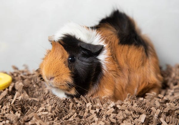 Eco-Friendly Small Pet Bedding - Soft & Comfortable Hamster, Guinea Pig, Rabbit Bed for Cage, Hutch, or Playpen - Perfect for Cozy Napping & Playtime