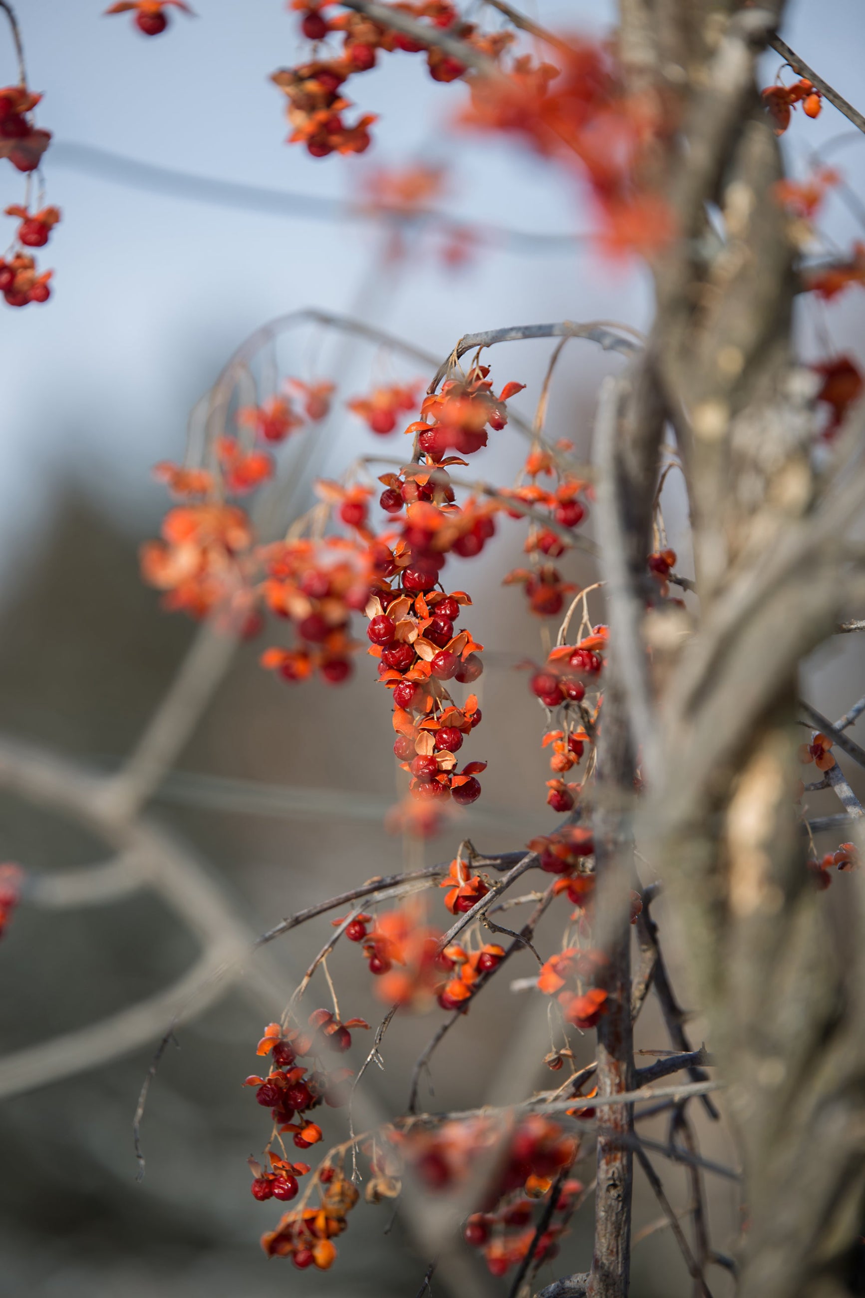 Celastrus Scandens 'Autumn Revolution' - Climbing Bittersweet Vine for Fences & Trellises | Fast-Growing Ornamental Plant for Fall Color & Winter Interest