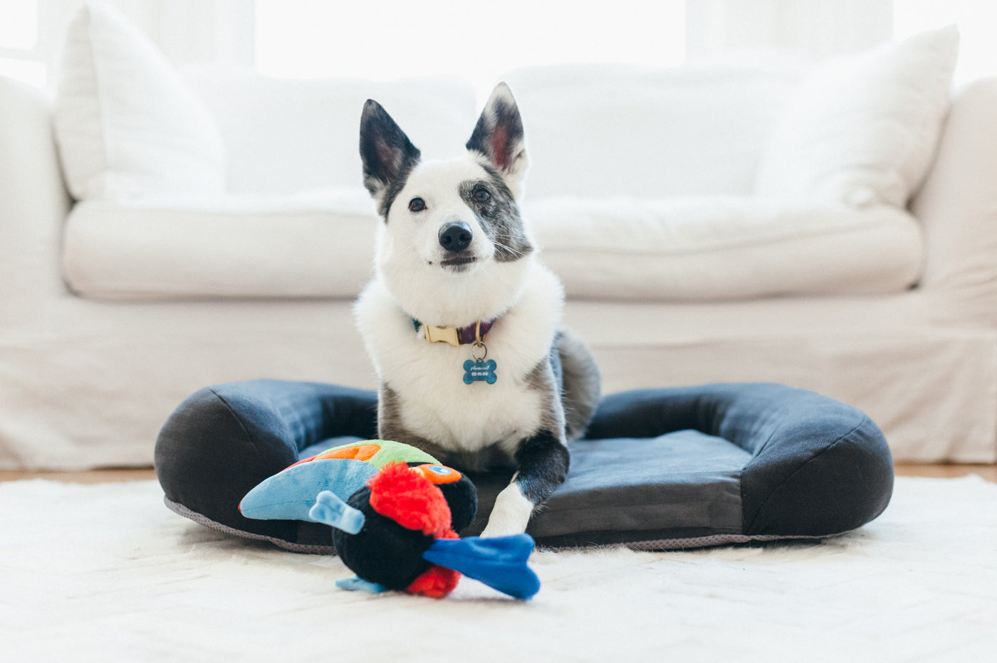 Tito the Toucan Plush Dog Toy - Fetching Flock™ Collection by Pet P.L.A.Y. | Durable & Soft Chew Toy for Small & Medium Dogs | Perfect for Fetch, Cuddling & Interactive Playtime
