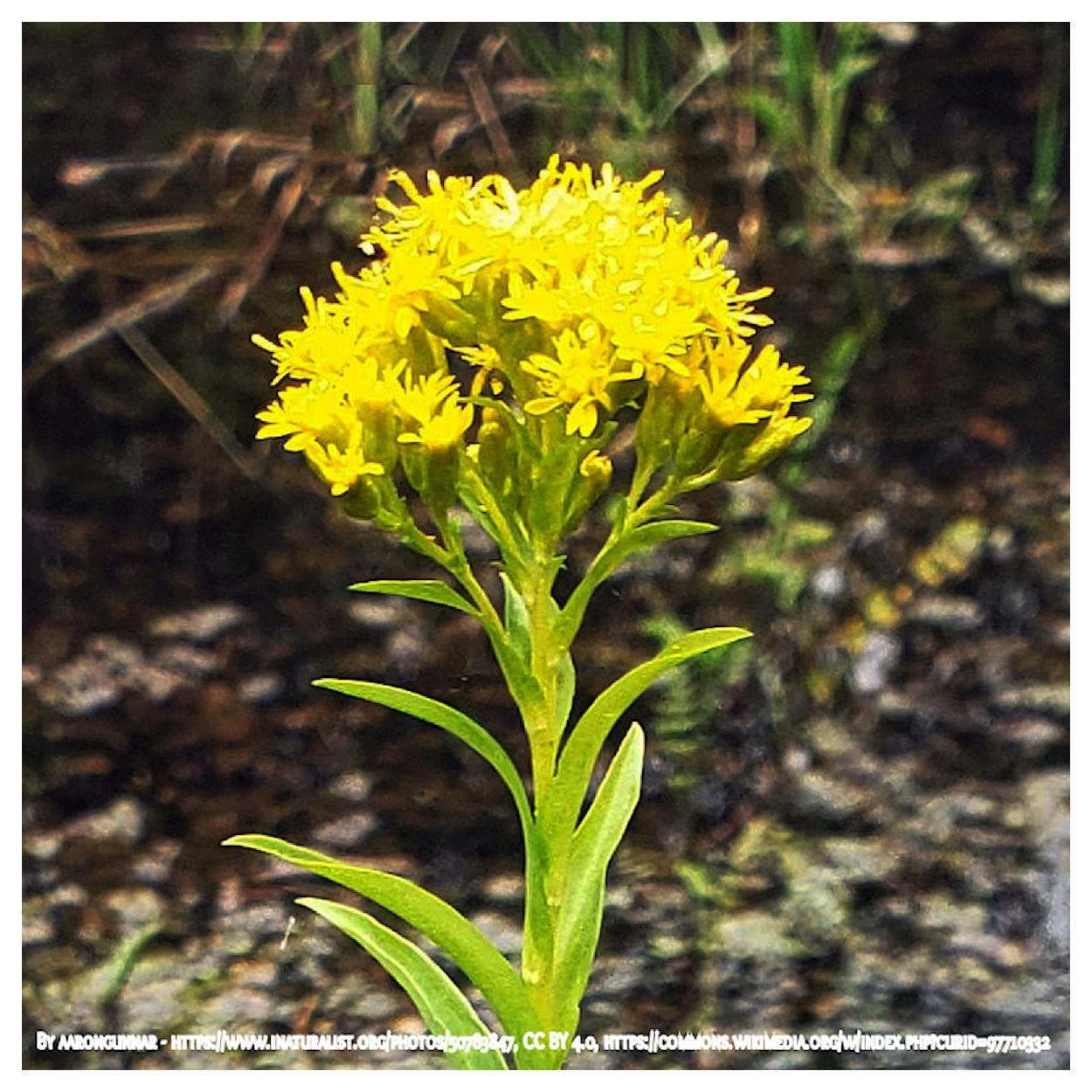 Everwilde Farms - 2000 Riddell's Goldenrod Native Wildflower Seeds - Gold Vault Seed Packet for Pollinator Gardens & Natural Landscaping