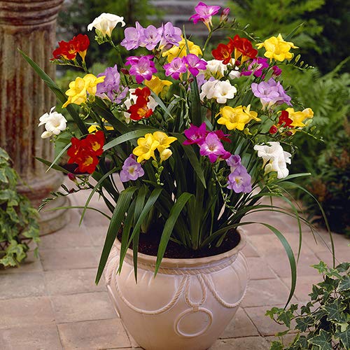 Fragrant Freesia Bulbs & Ranunculus Mix - Set of 25 Spring Flowering Bulbs for Garden Planting, Wedding Bouquets & Home Decor