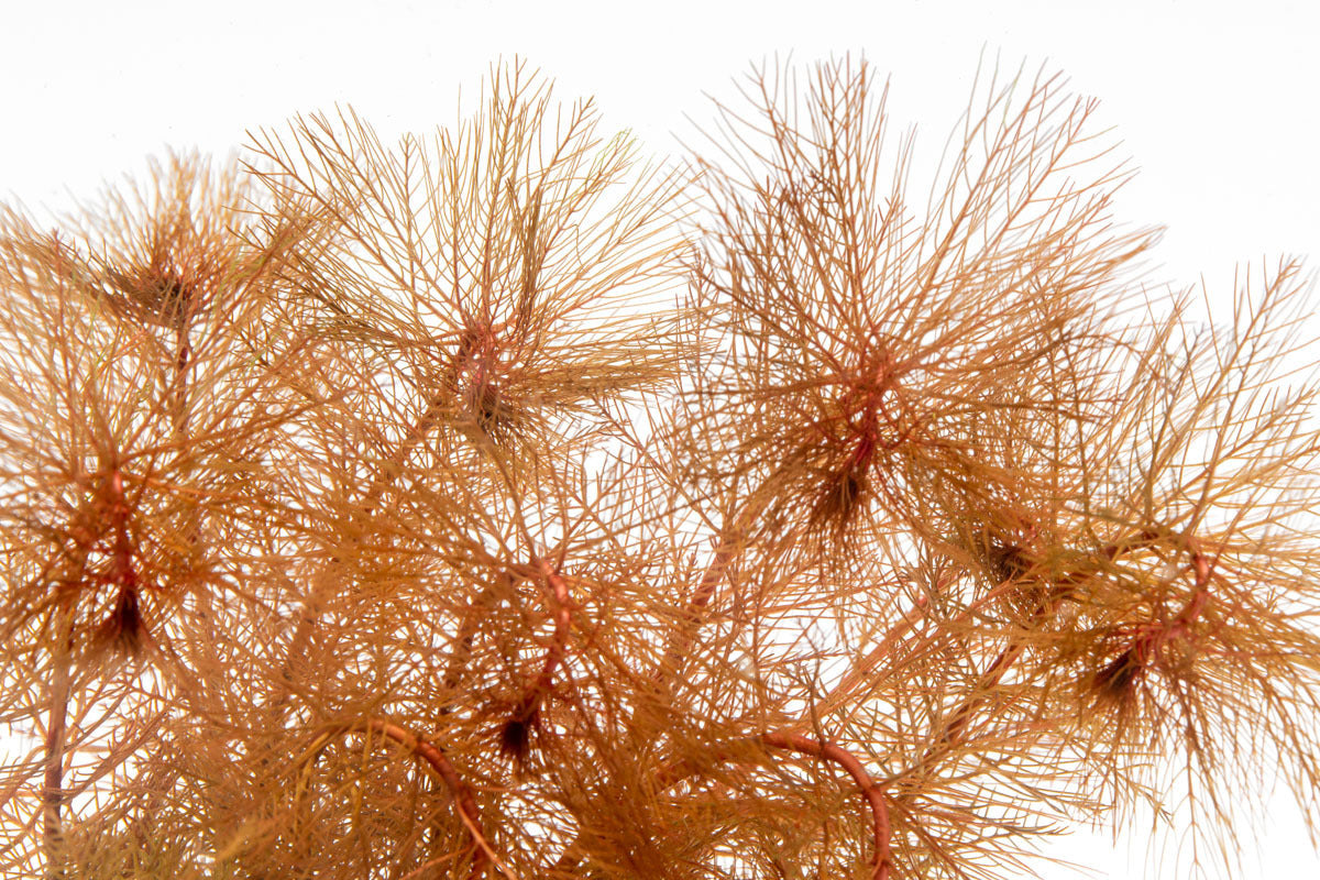Myriophyllum Tuberculatum Aquatic Plant for Aquariums & Ponds | Oxygenating Live Plant for Fish Tanks | Perfect for Freshwater Aquascaping & Water Gardens