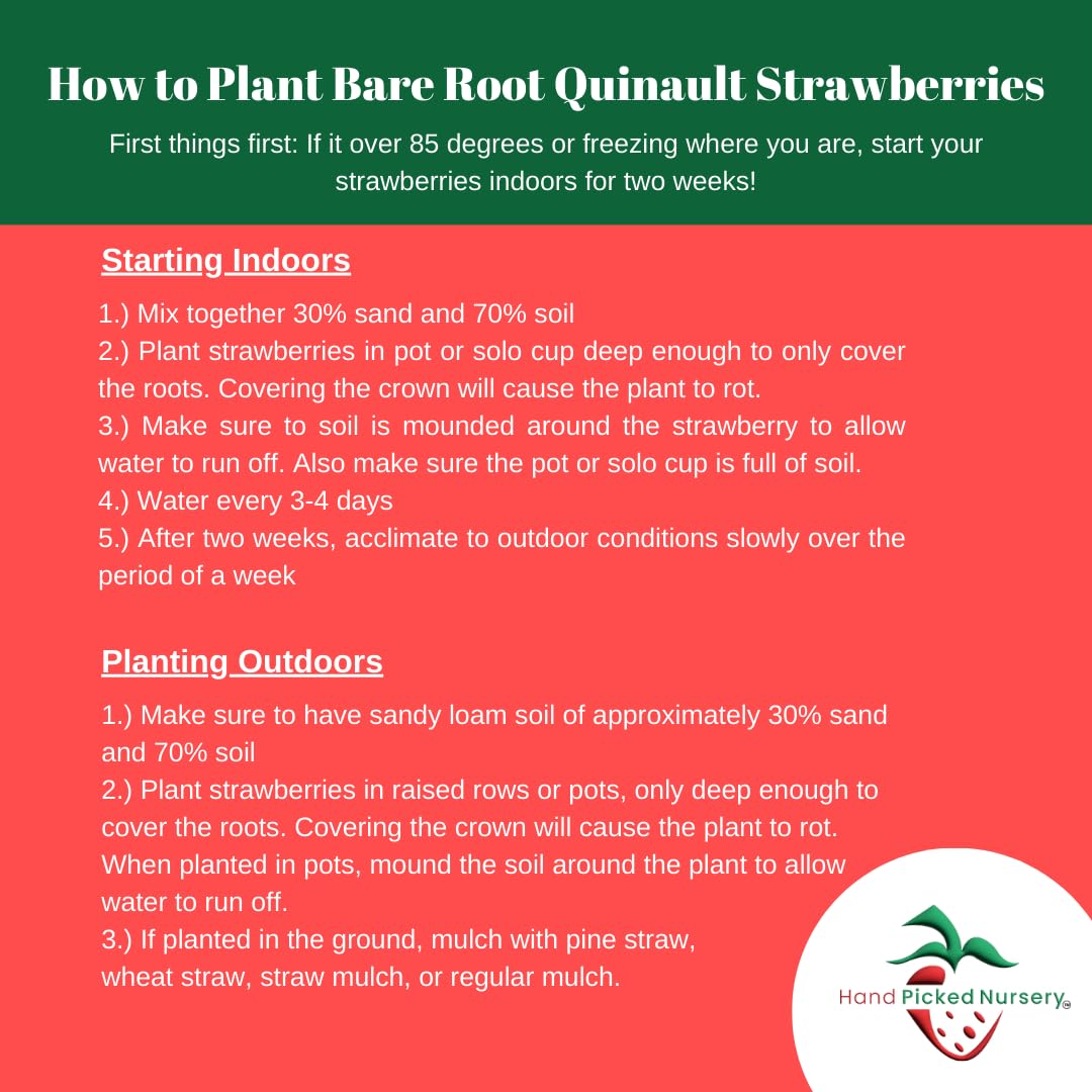 Quinalt Everbearing Strawberry Plants - Large Sweet Strawberries - Bare Root Plants for Home Garden (5 Pack) - Perfect for Fresh Eating, Jams, and Container Gardening